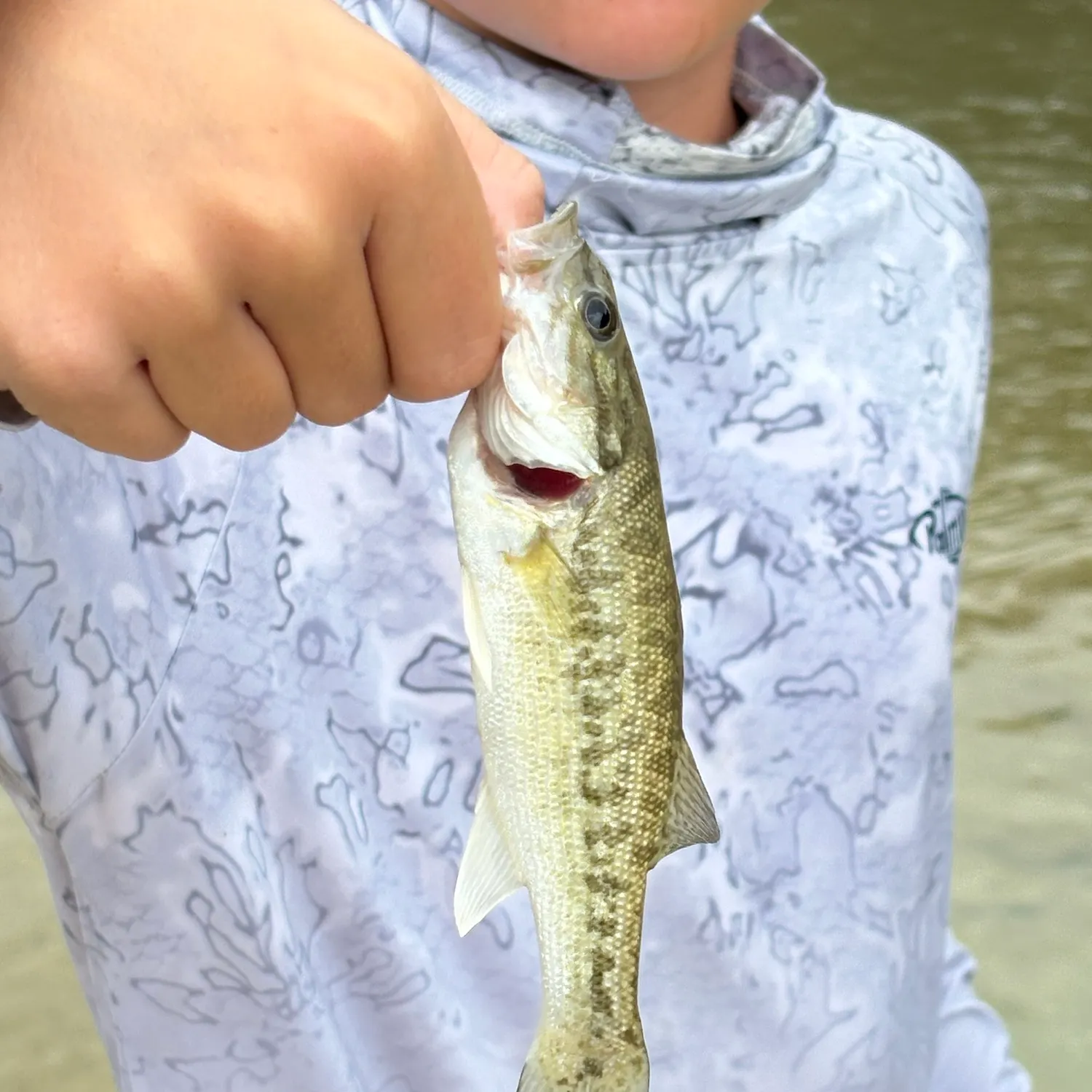 The most recent Guadalupe bass catches on Fishbrain