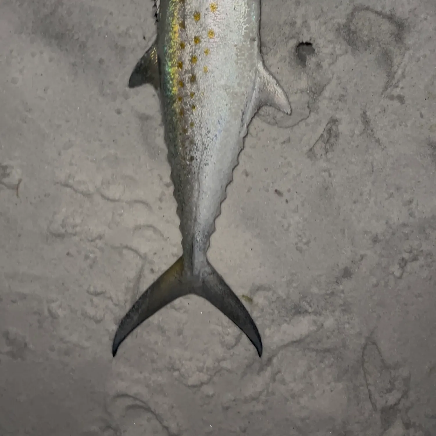 The most recent Spanish mackerel catches on Fishbrain
