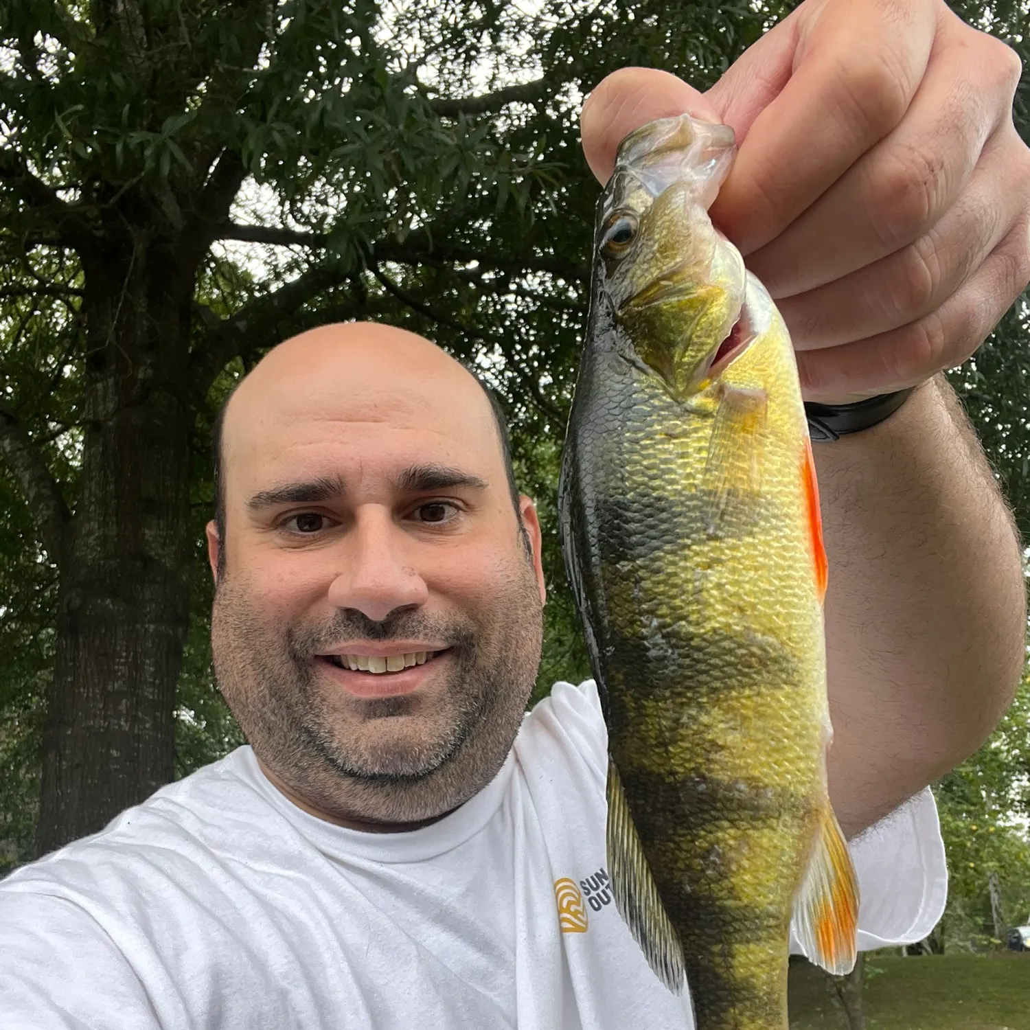 Yellow perch caught on Fishbrain