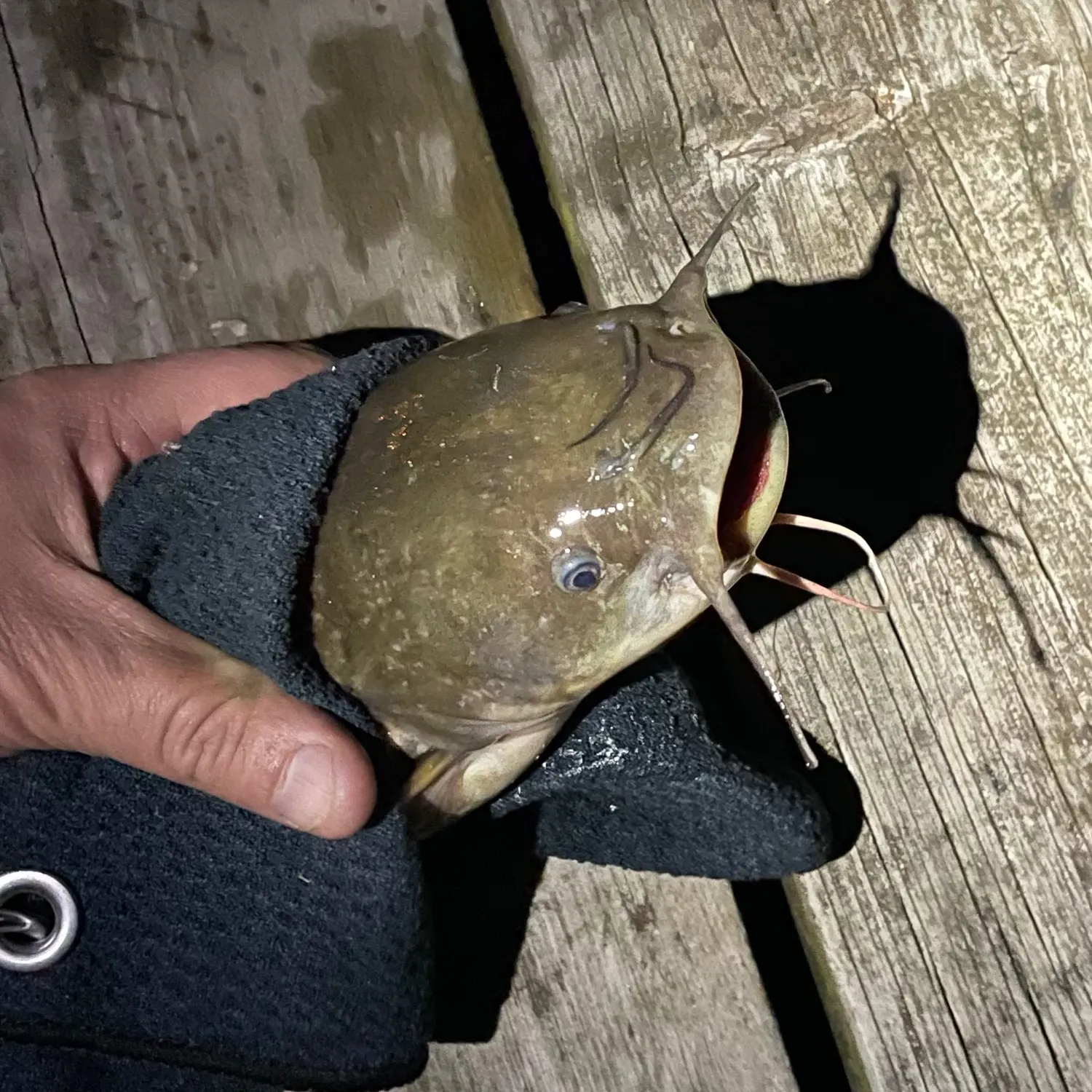 Black bullhead caught on Fishbrain
