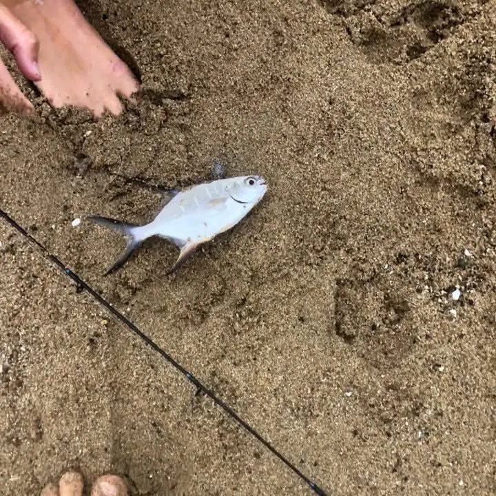 The most recent Palometa catches on Fishbrain