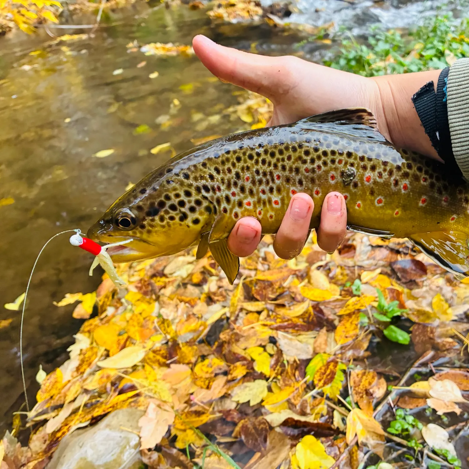 Brown trout caught on Fishbrain