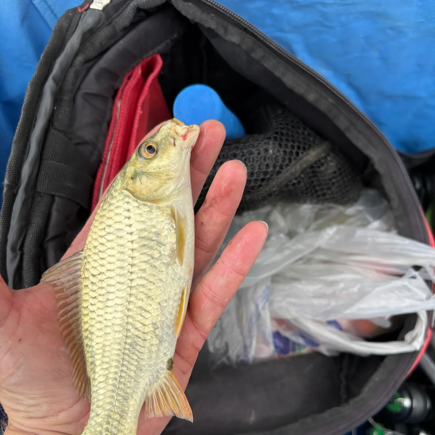 Common carp caught on Fishbrain