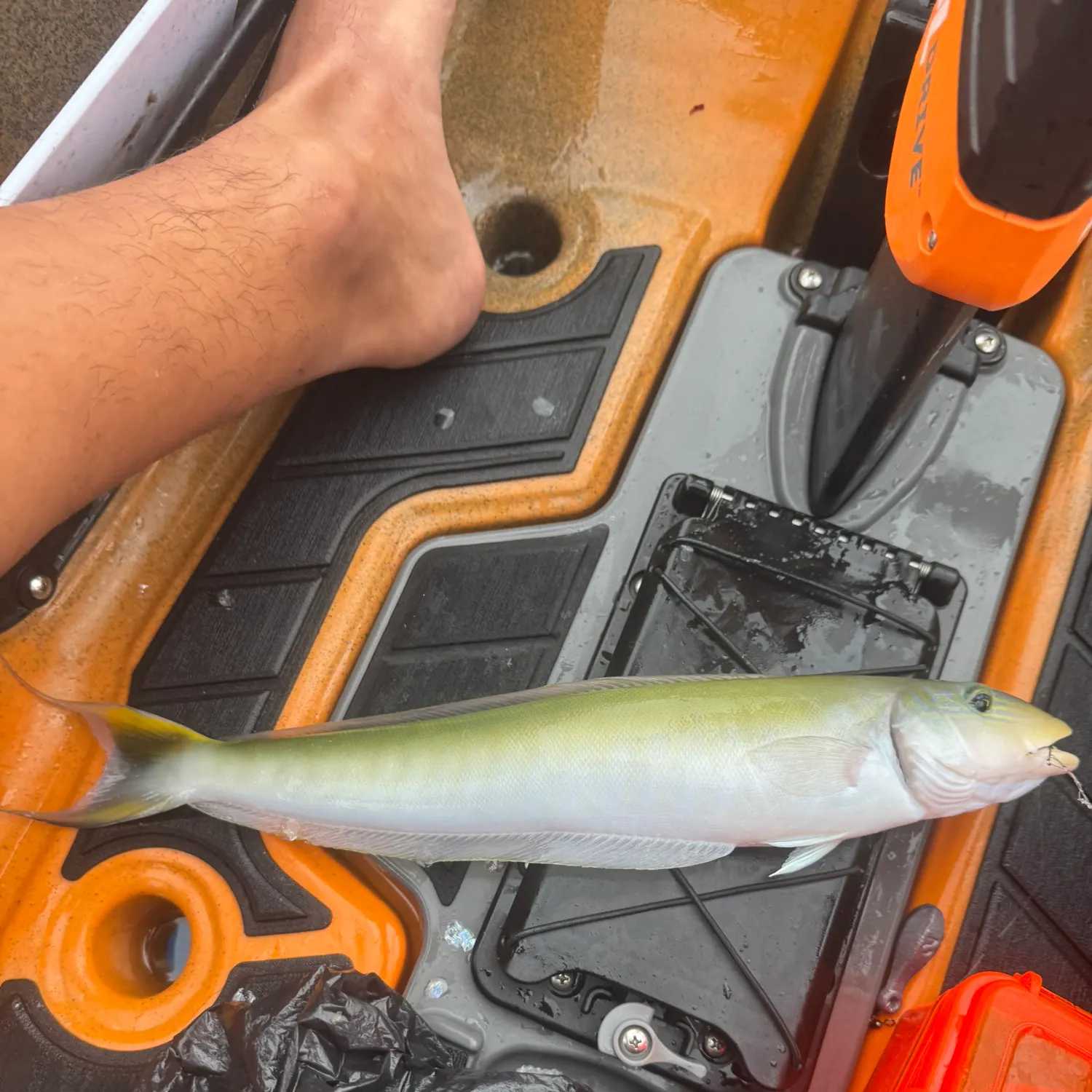 The most recent Sand tilefish catches on Fishbrain