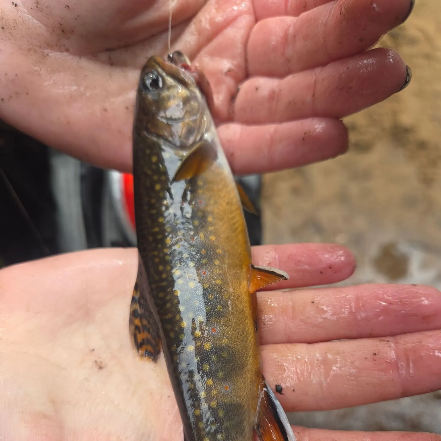 Brook trout caught on Fishbrain