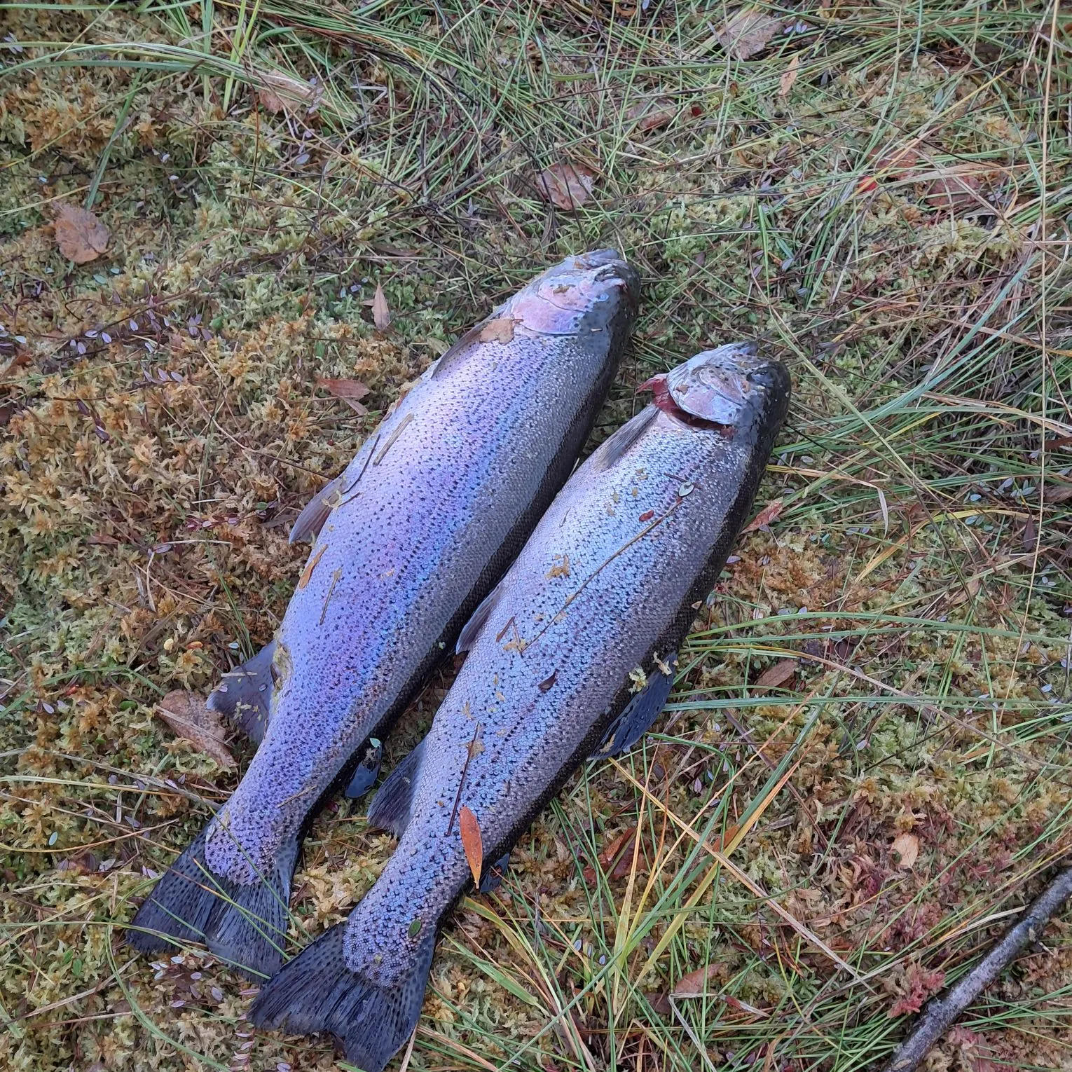 Rainbow trout caught on Fishbrain