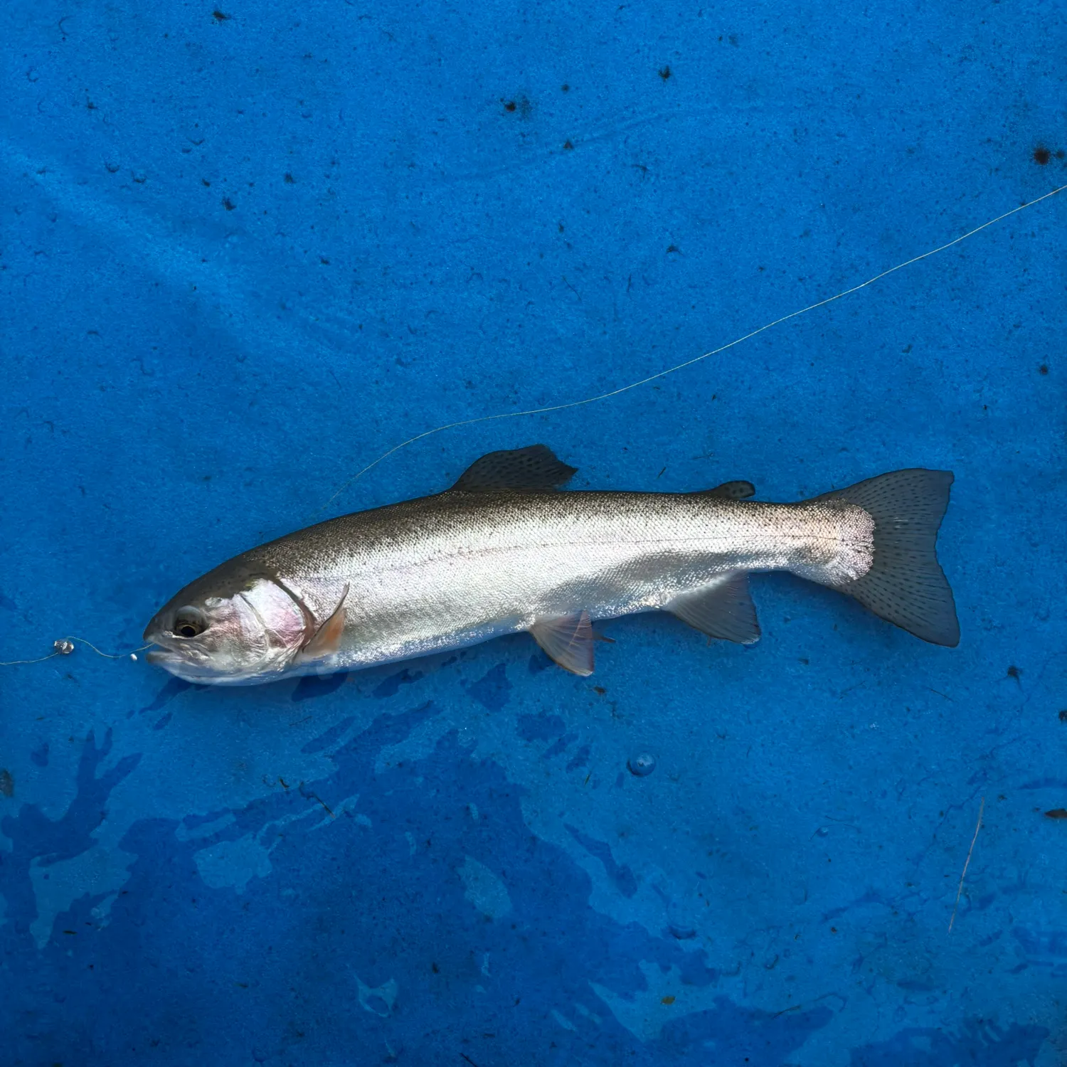 Rainbow trout caught on Fishbrain