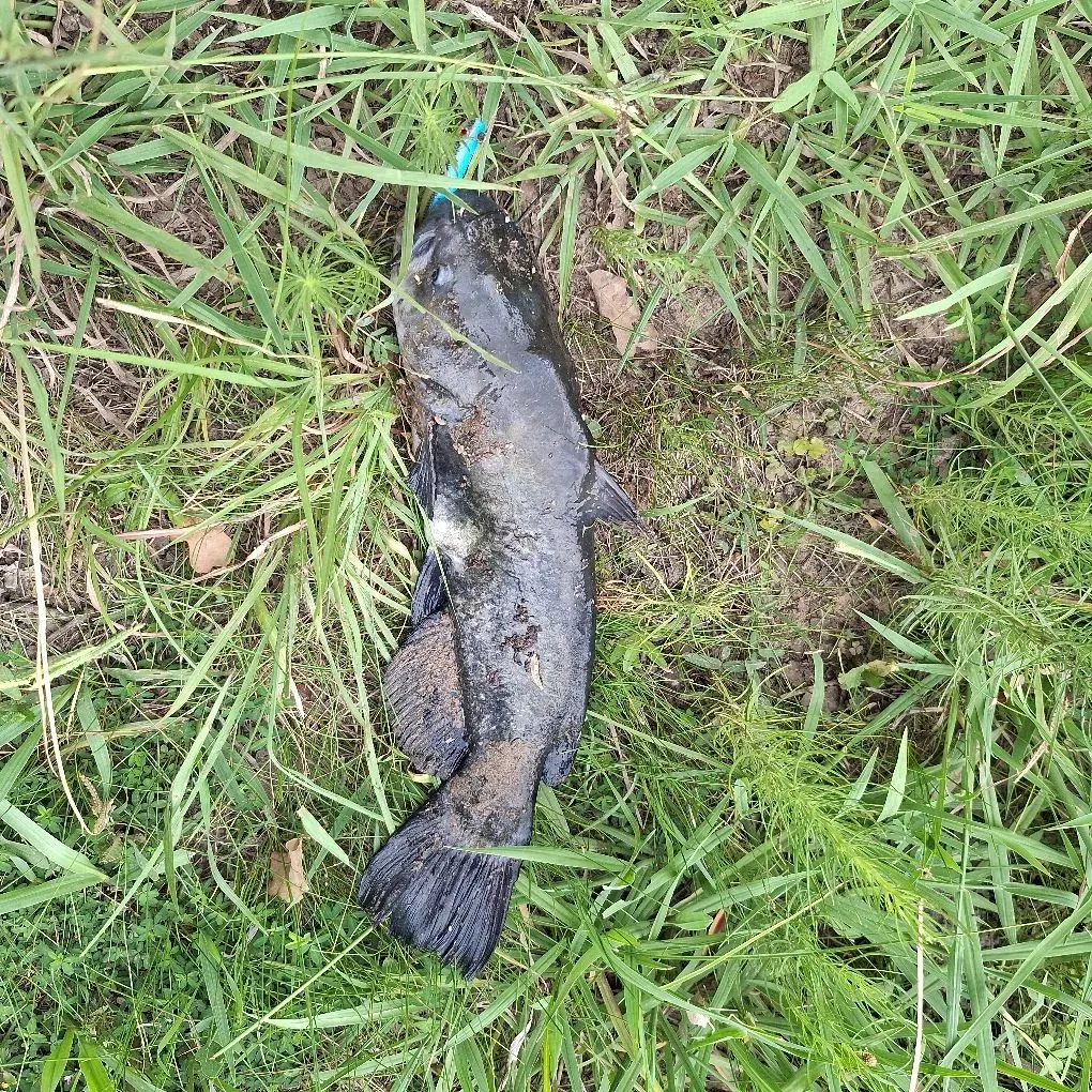 Black bullhead caught on Fishbrain