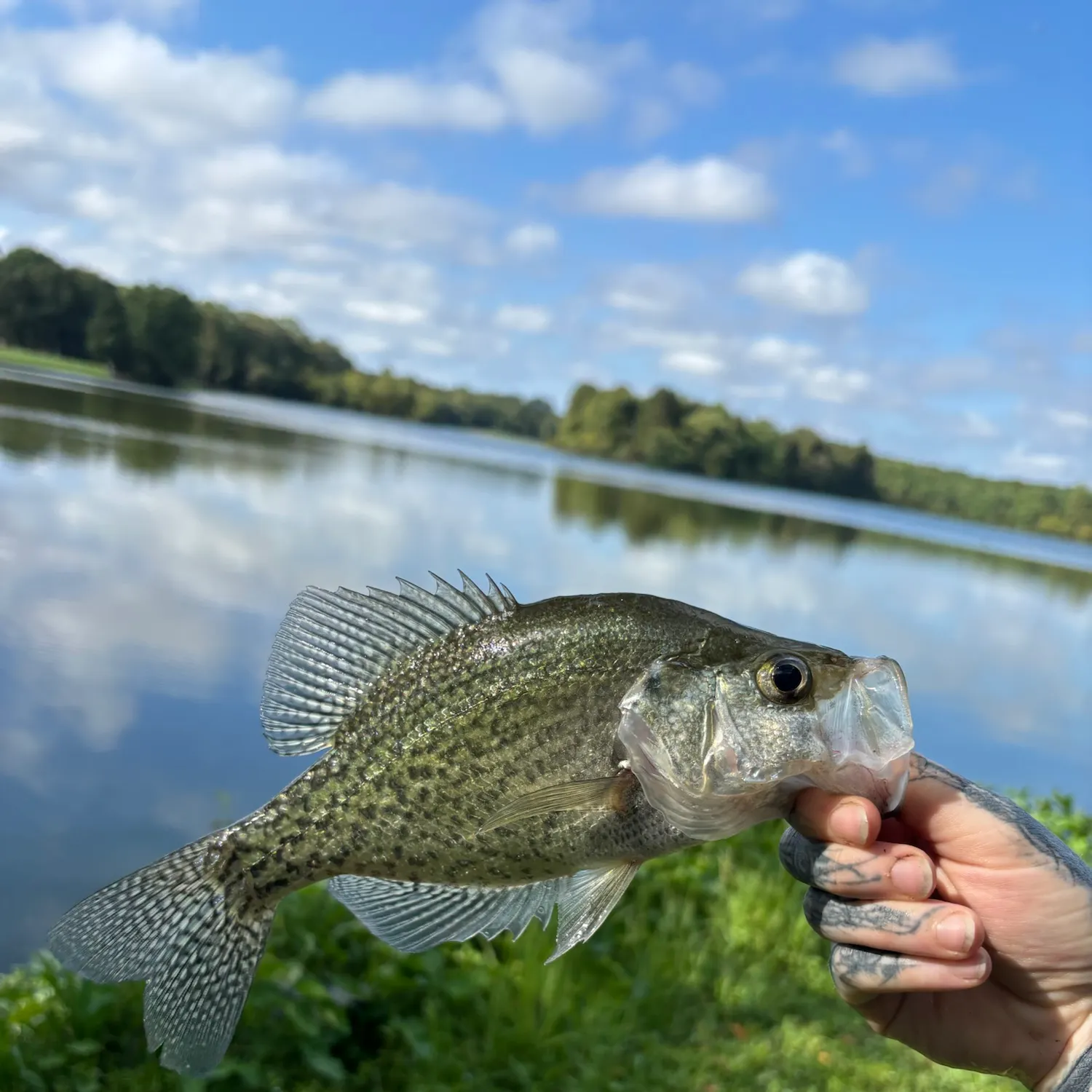 Black crappie caught on Fishbrain
