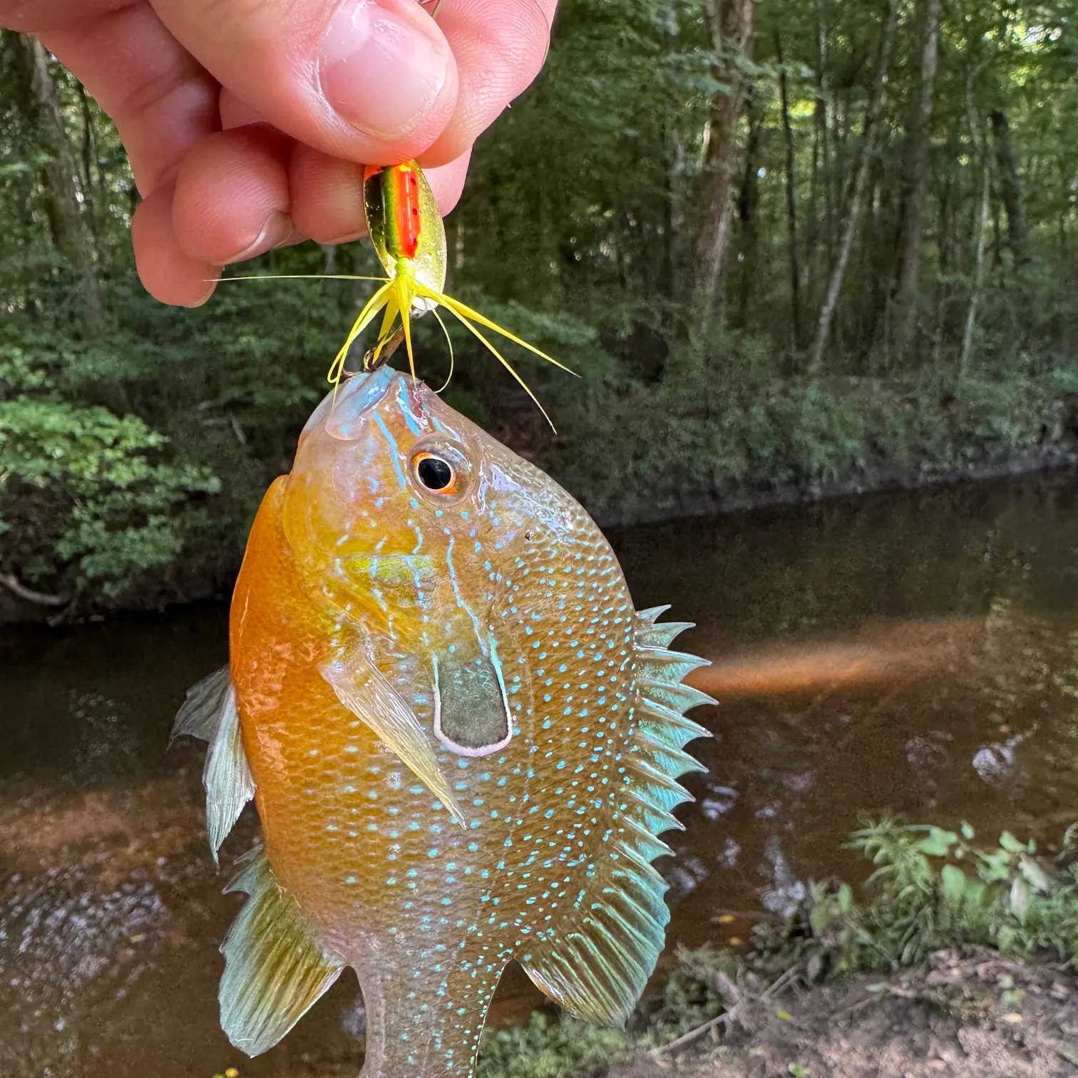 The most recent Swampland longear sunfish catches on Fishbrain