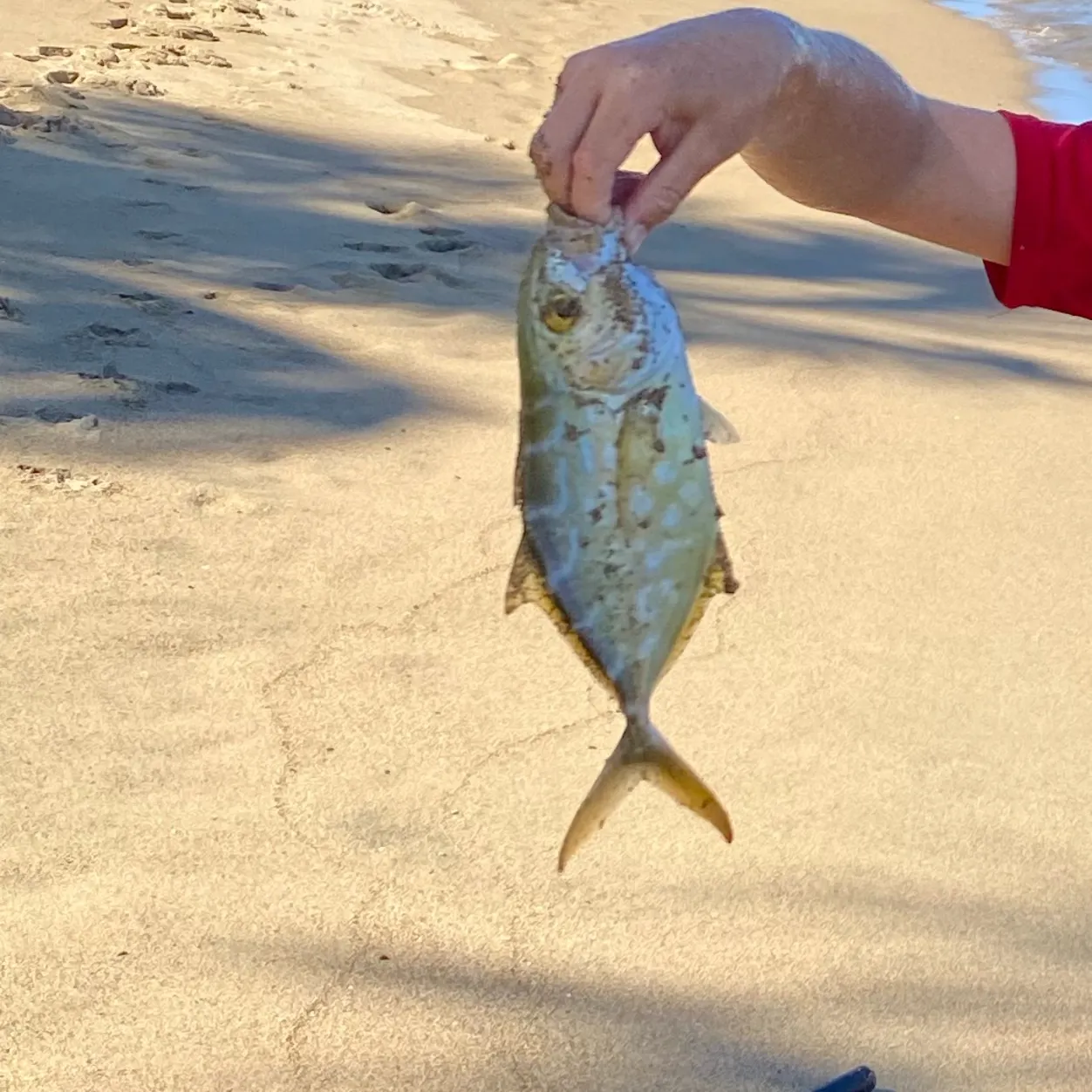 The most recent Bar jack catches on Fishbrain