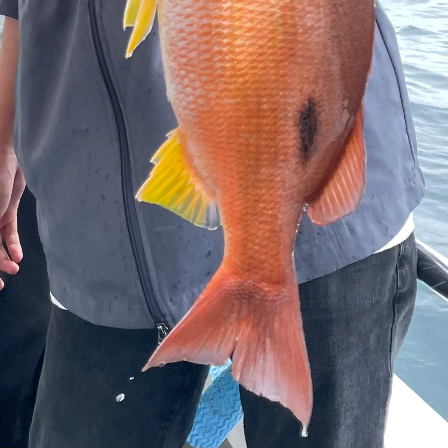 The most recent Moses perch catches on Fishbrain