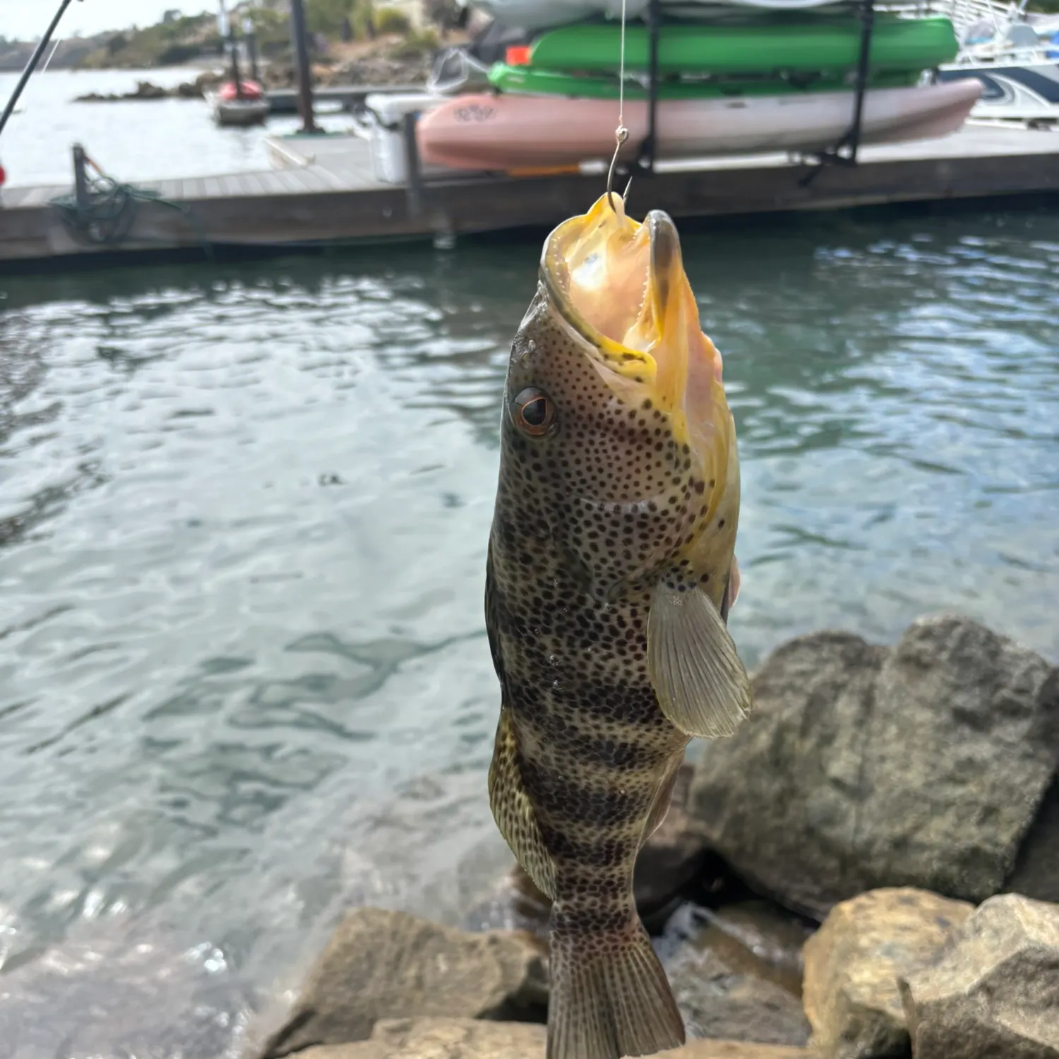 catch