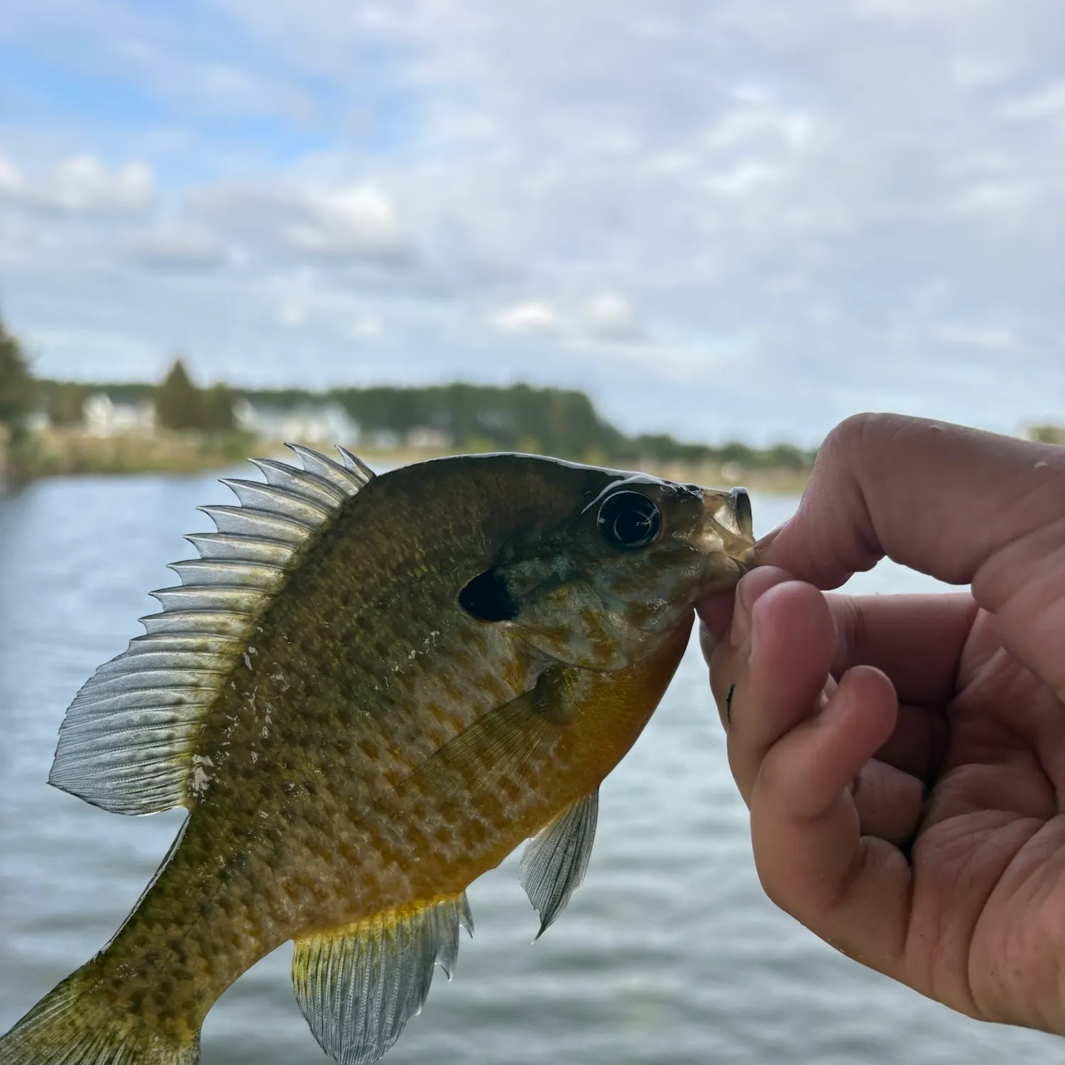 Bluegill caught on Fishbrain