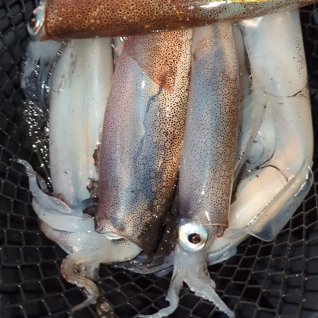 The most recent Gould's squid catches on Fishbrain