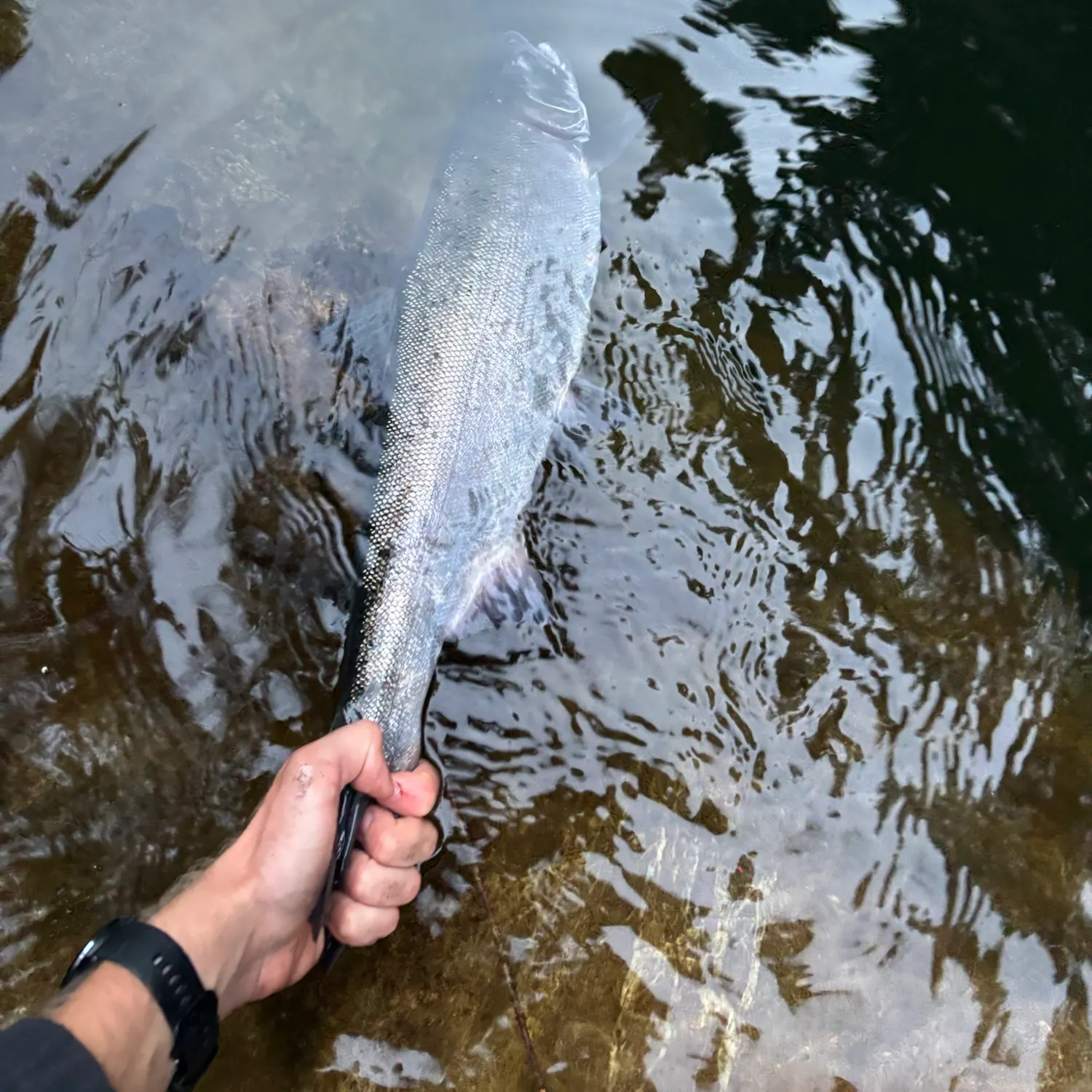 Coho salmon caught on Fishbrain