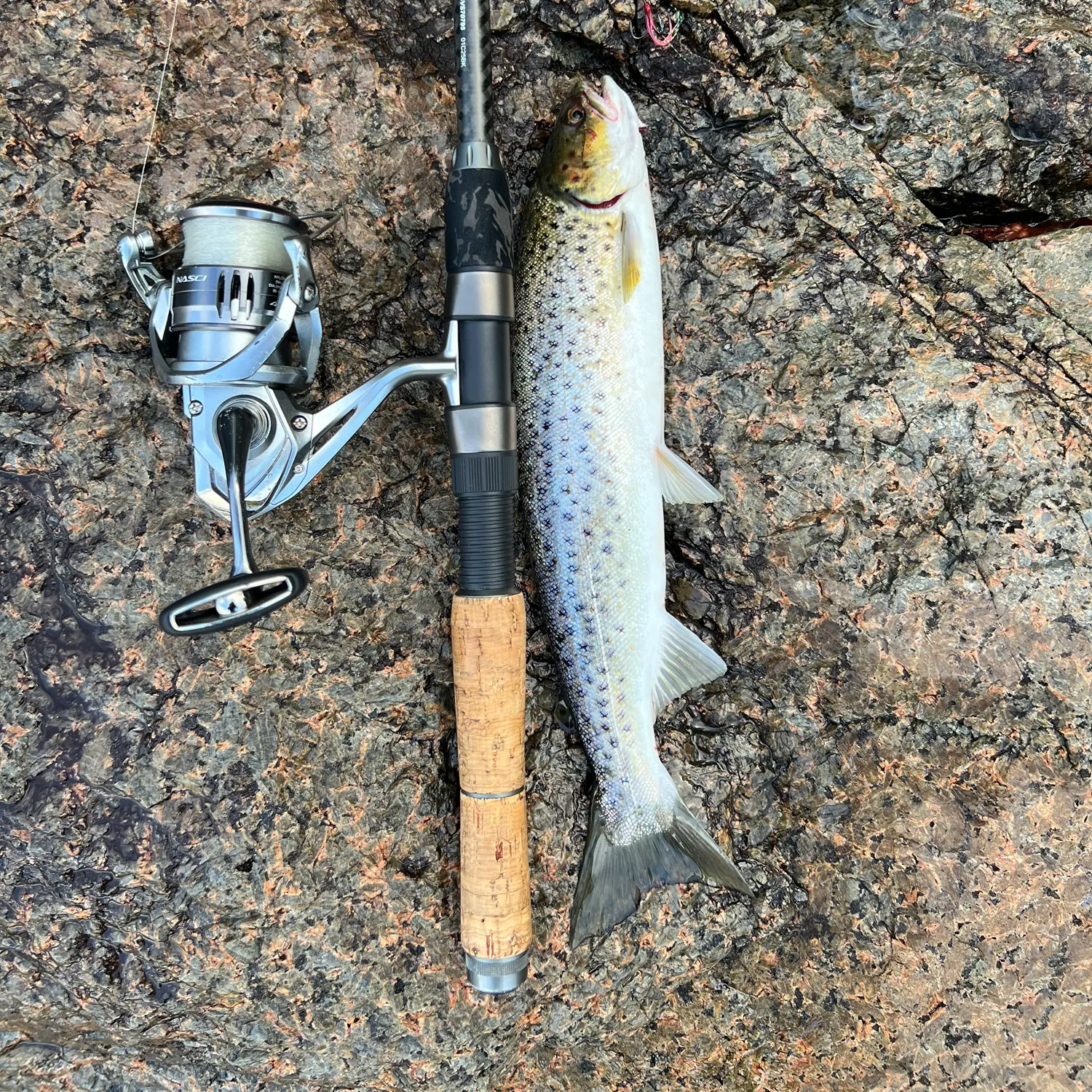 Sea trout caught on Fishbrain