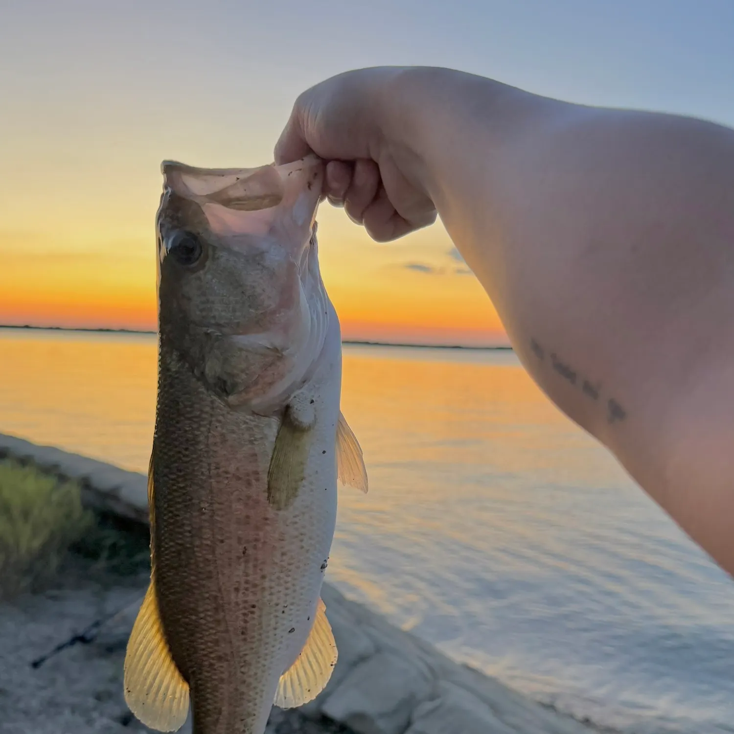 Largemouth bass caught on Fishbrain