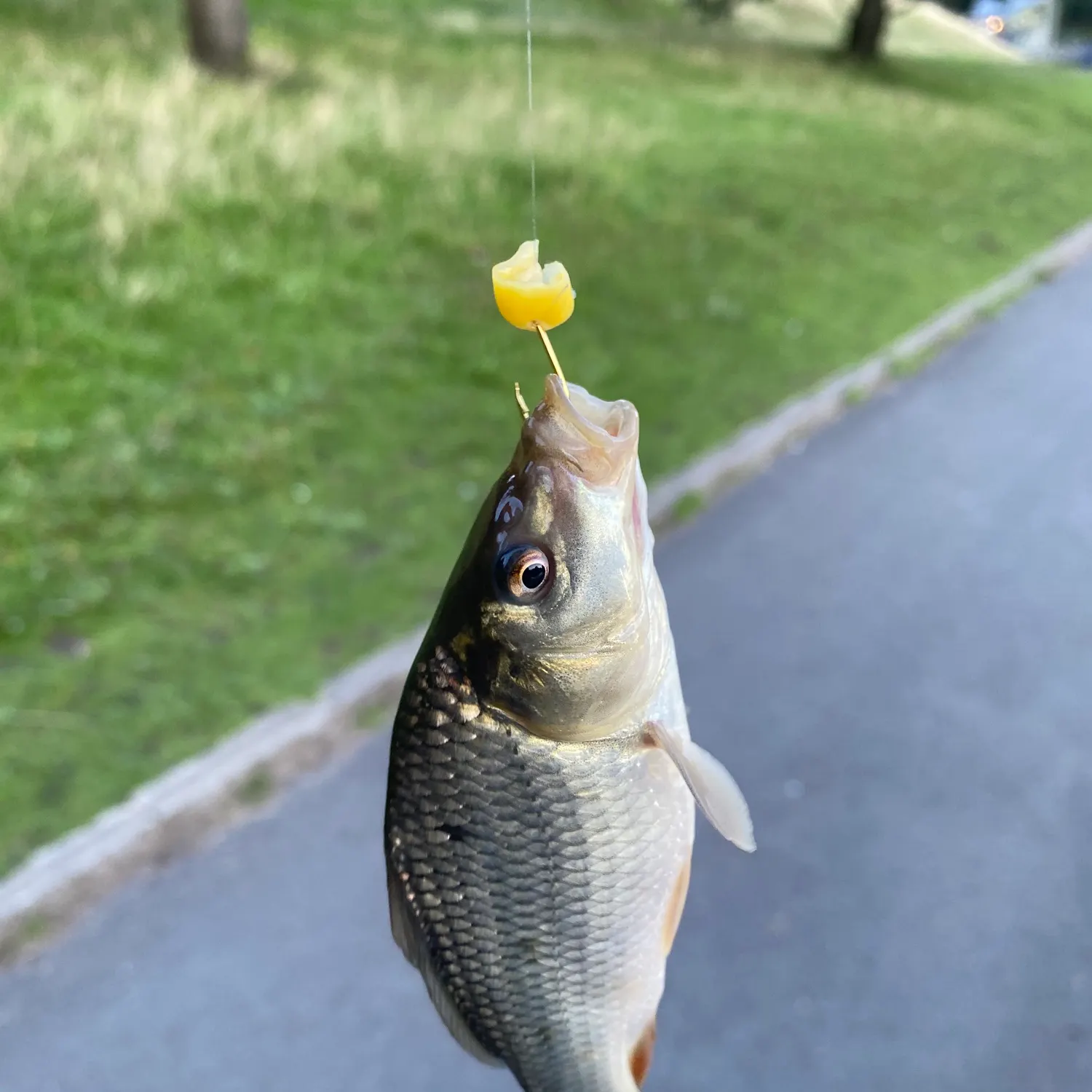 Common carp caught on Fishbrain