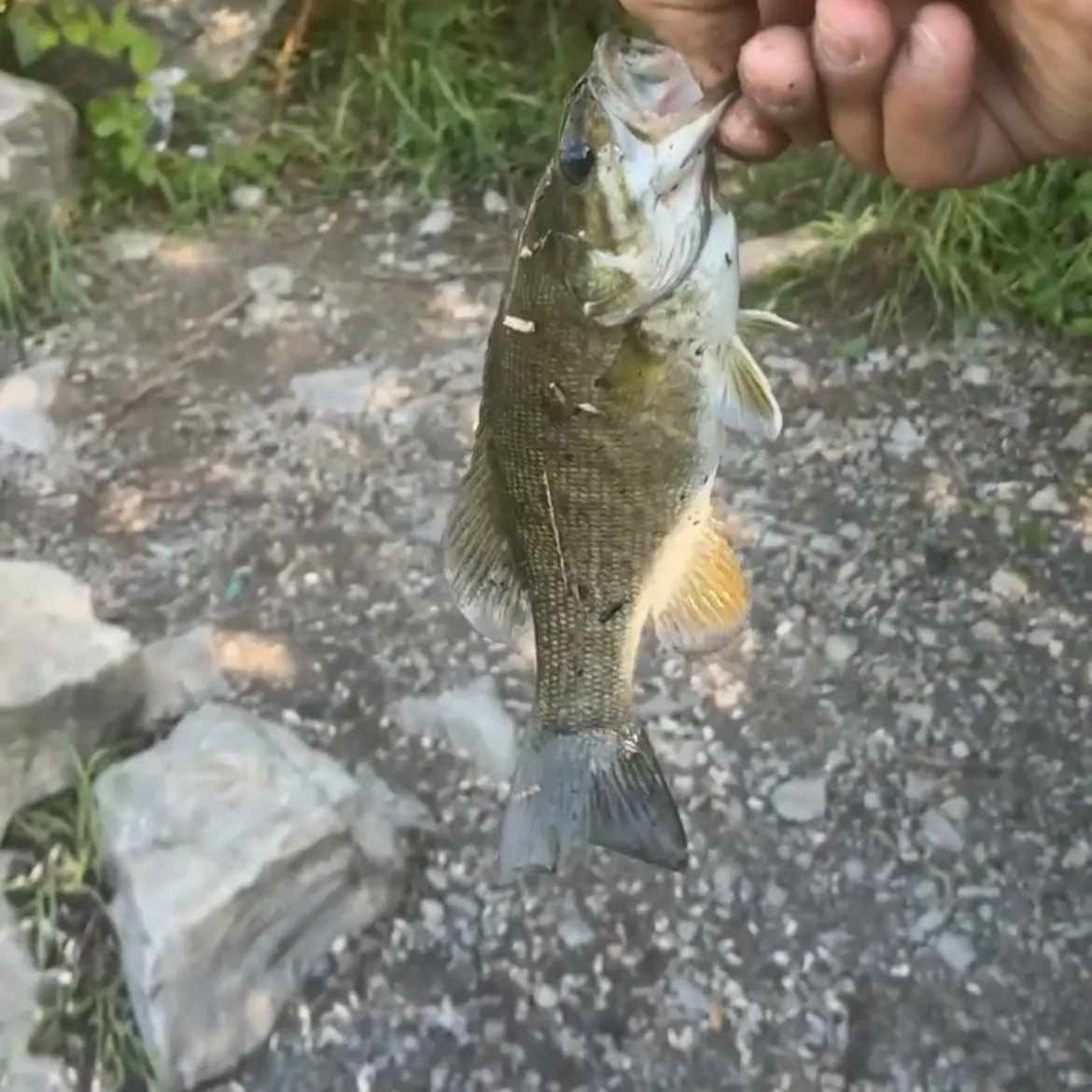 Smallmouth bass caught on Fishbrain