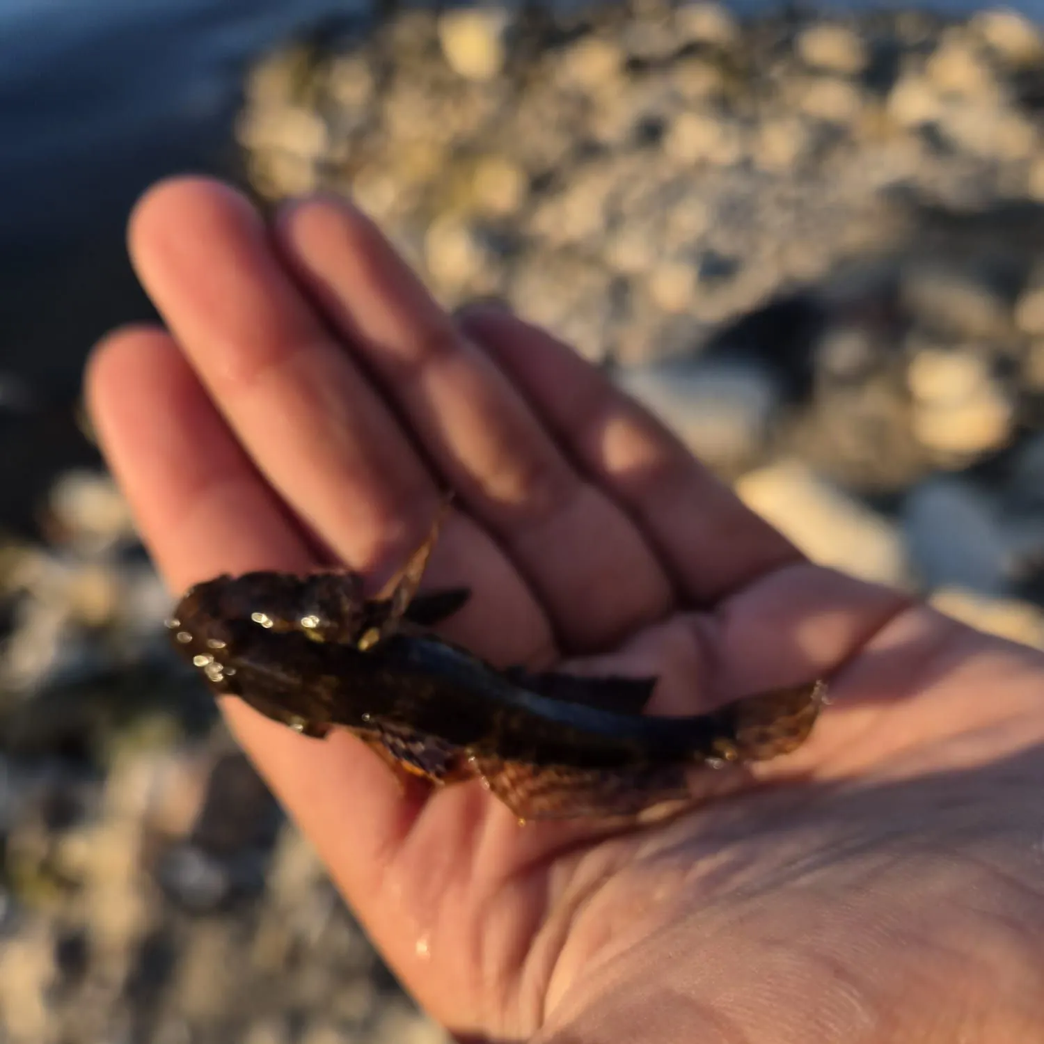 The most recent European bullhead catches on Fishbrain
