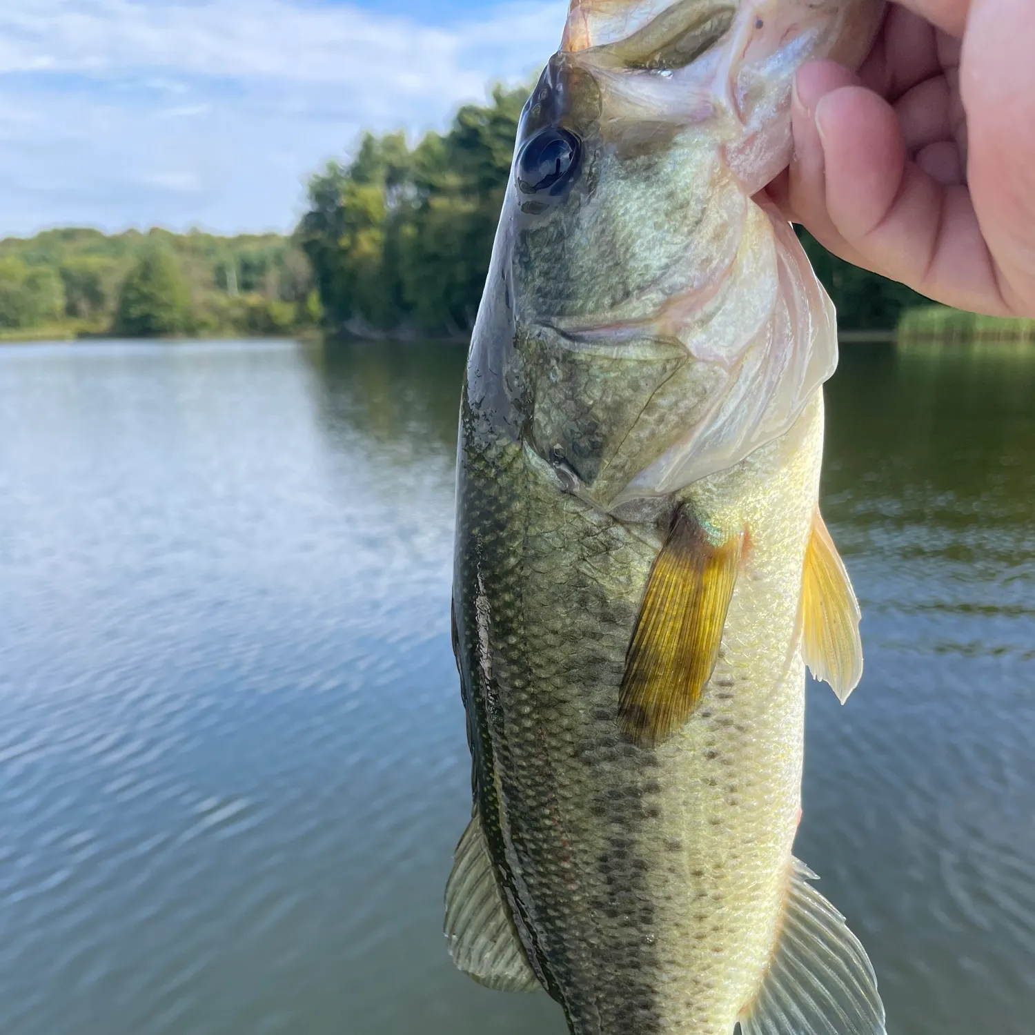 Largemouth bass caught on Fishbrain
