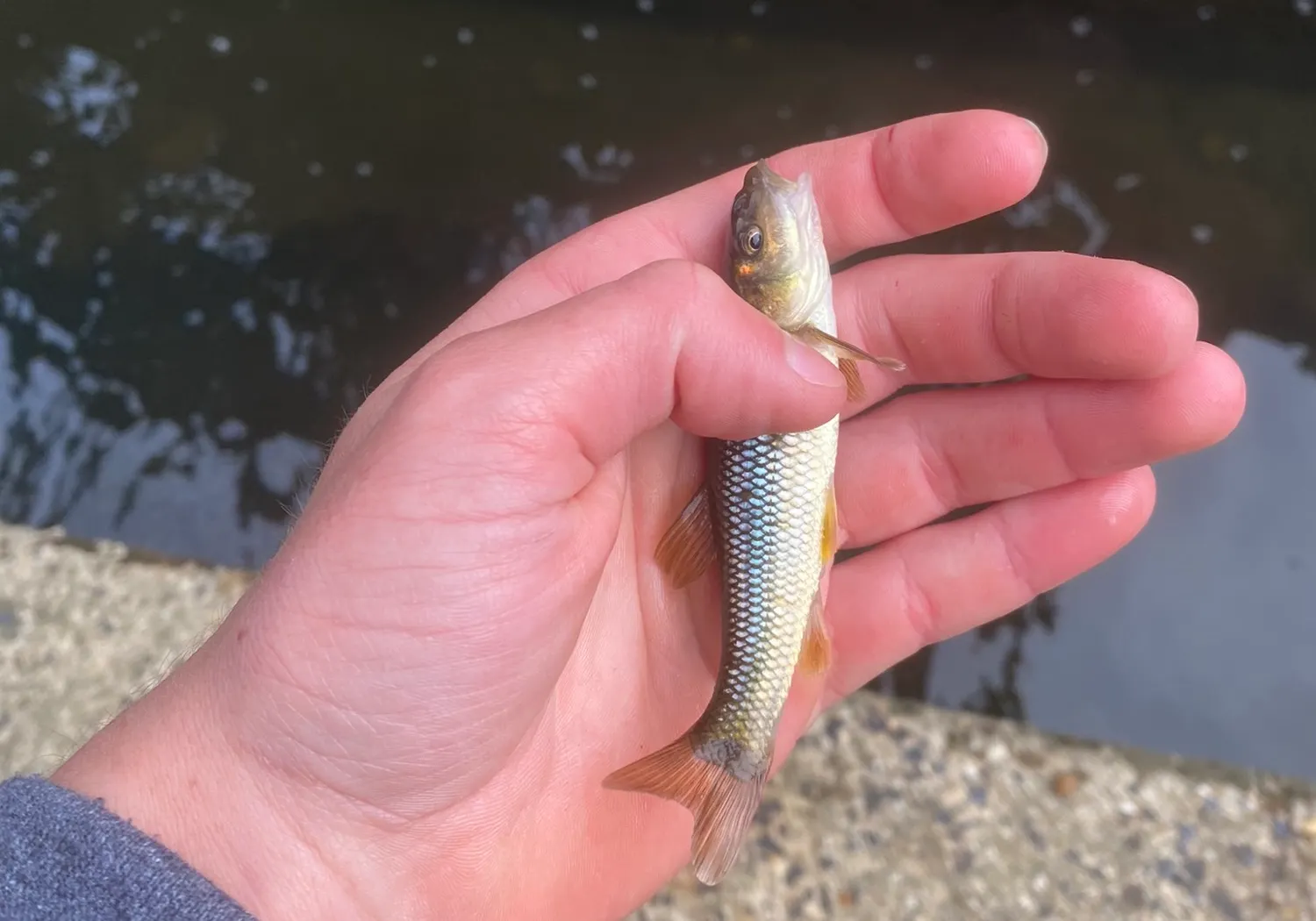 Hornyhead chub