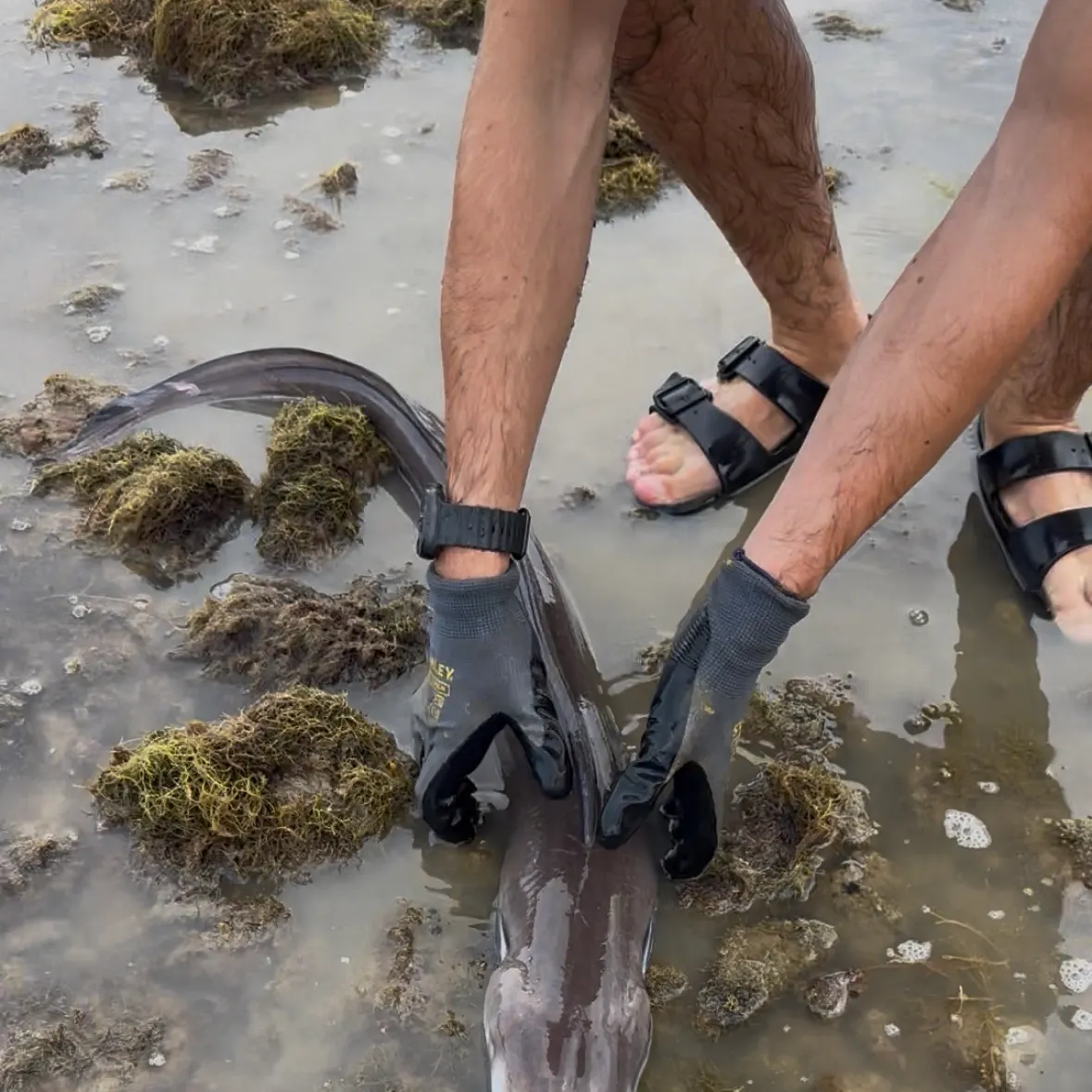 The most recent Longfin African conger catches on Fishbrain