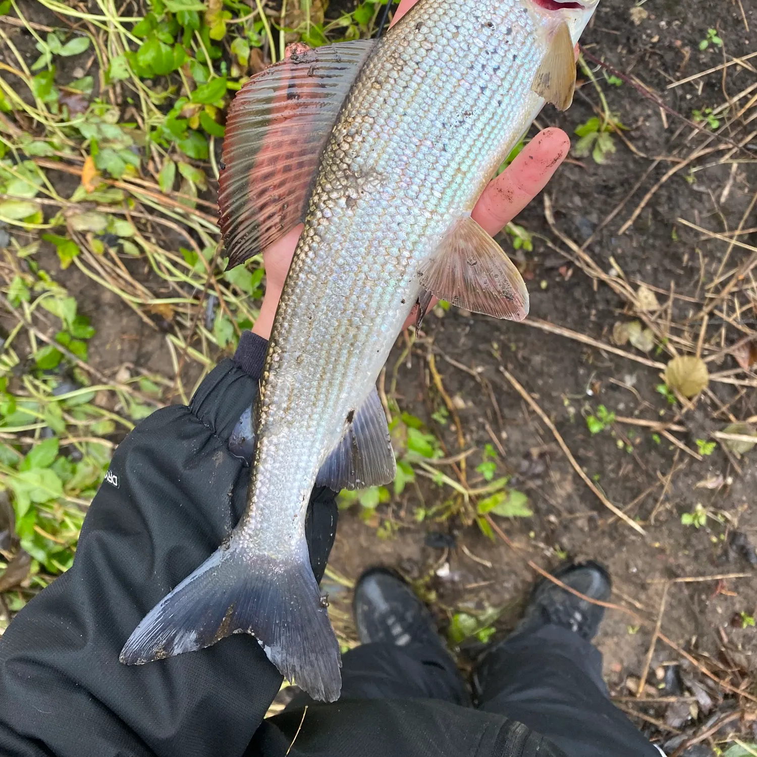 The most recent European grayling catches on Fishbrain