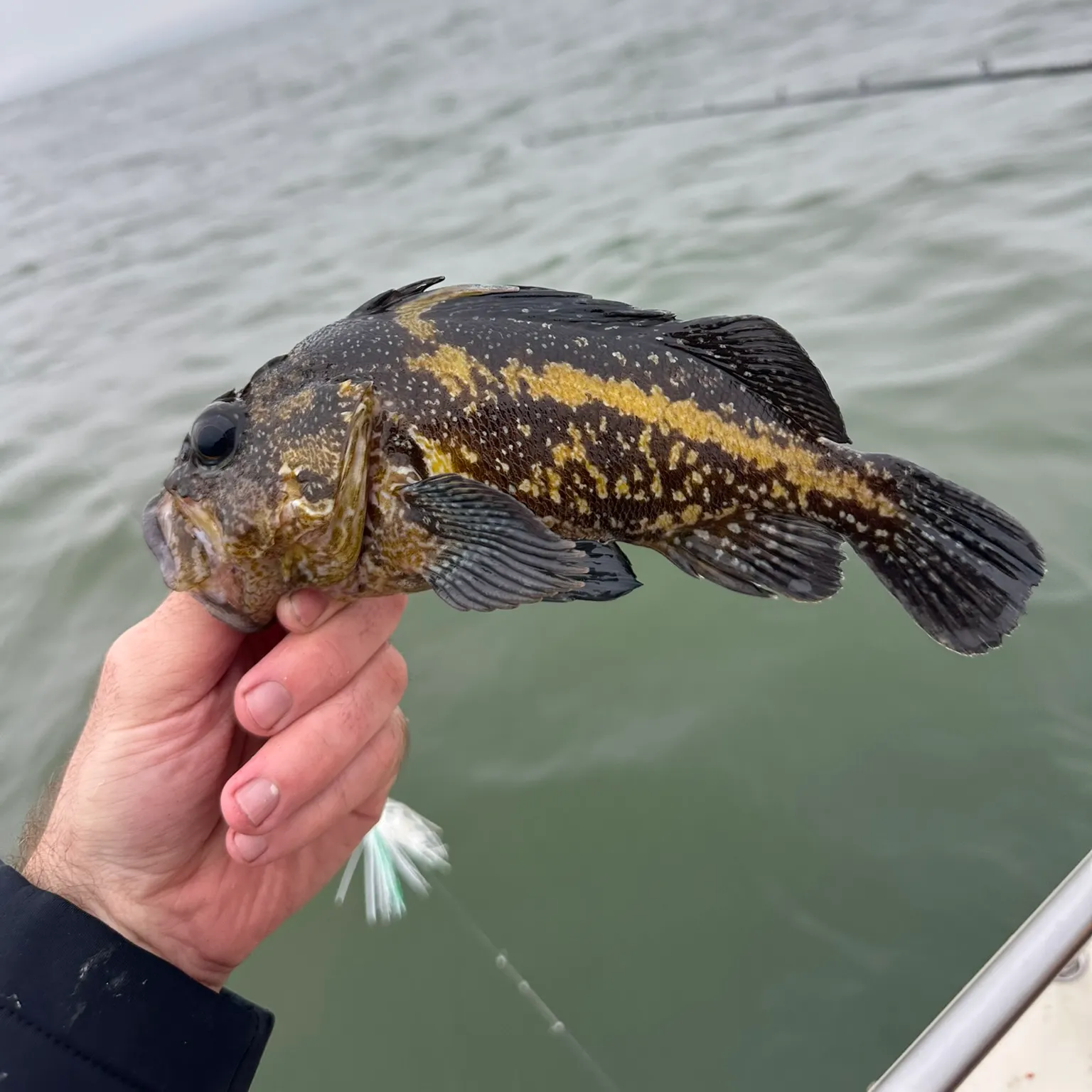 The most recent China rockfish catches on Fishbrain