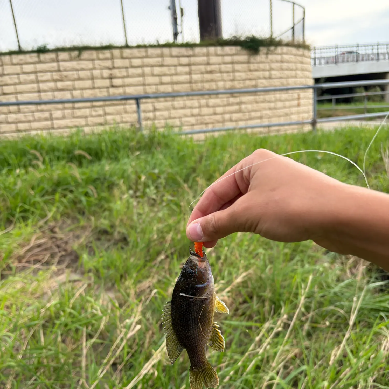 Green sunfish caught on Fishbrain