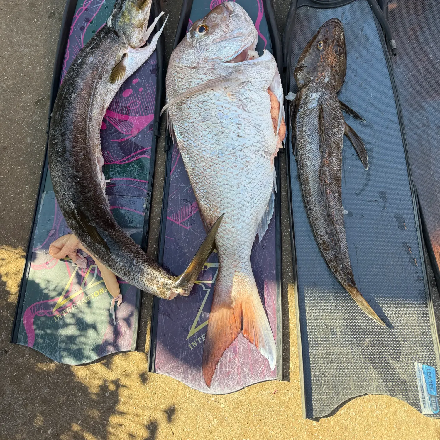 Australasian snapper caught on Fishbrain