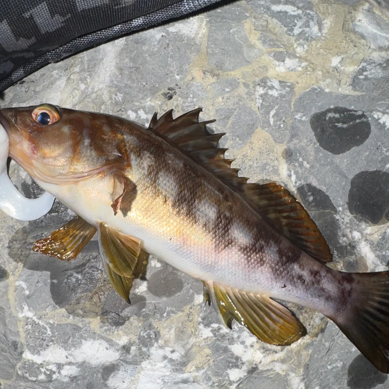 The most recent Kelp bass catches on Fishbrain