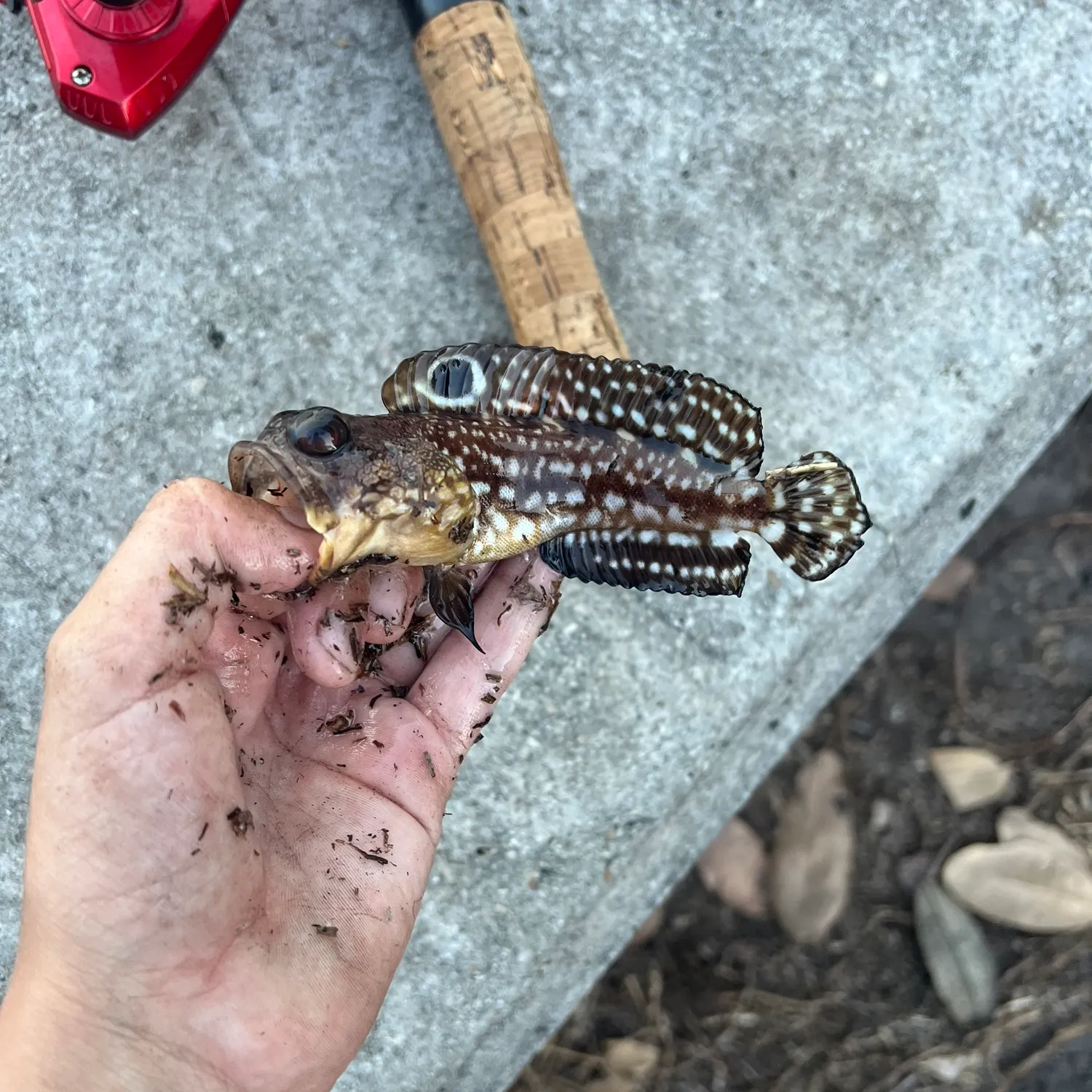 The most recent Spotfin jawfish catches on Fishbrain