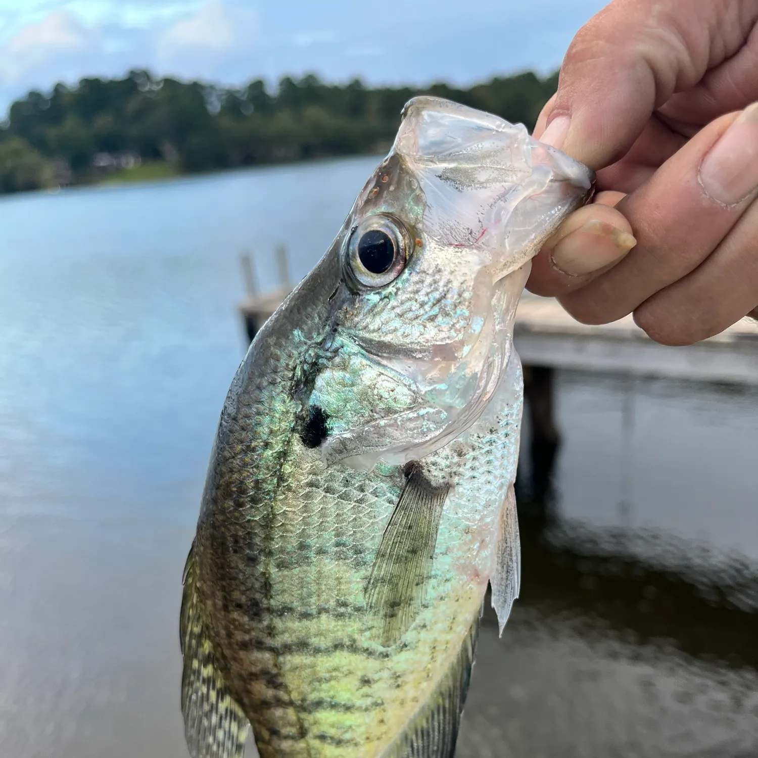 White crappie caught on Fishbrain