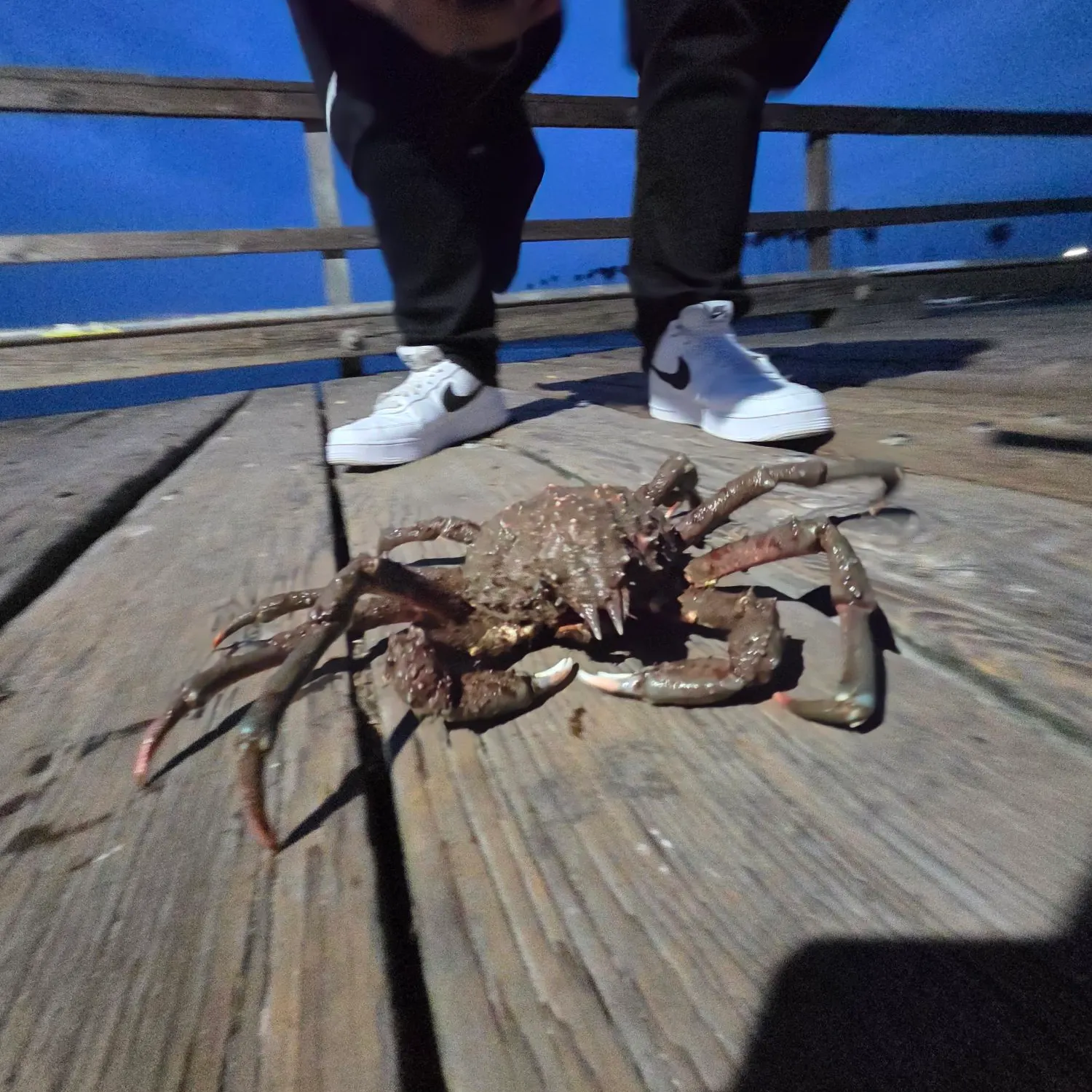 The most recent European spider crab catches on Fishbrain