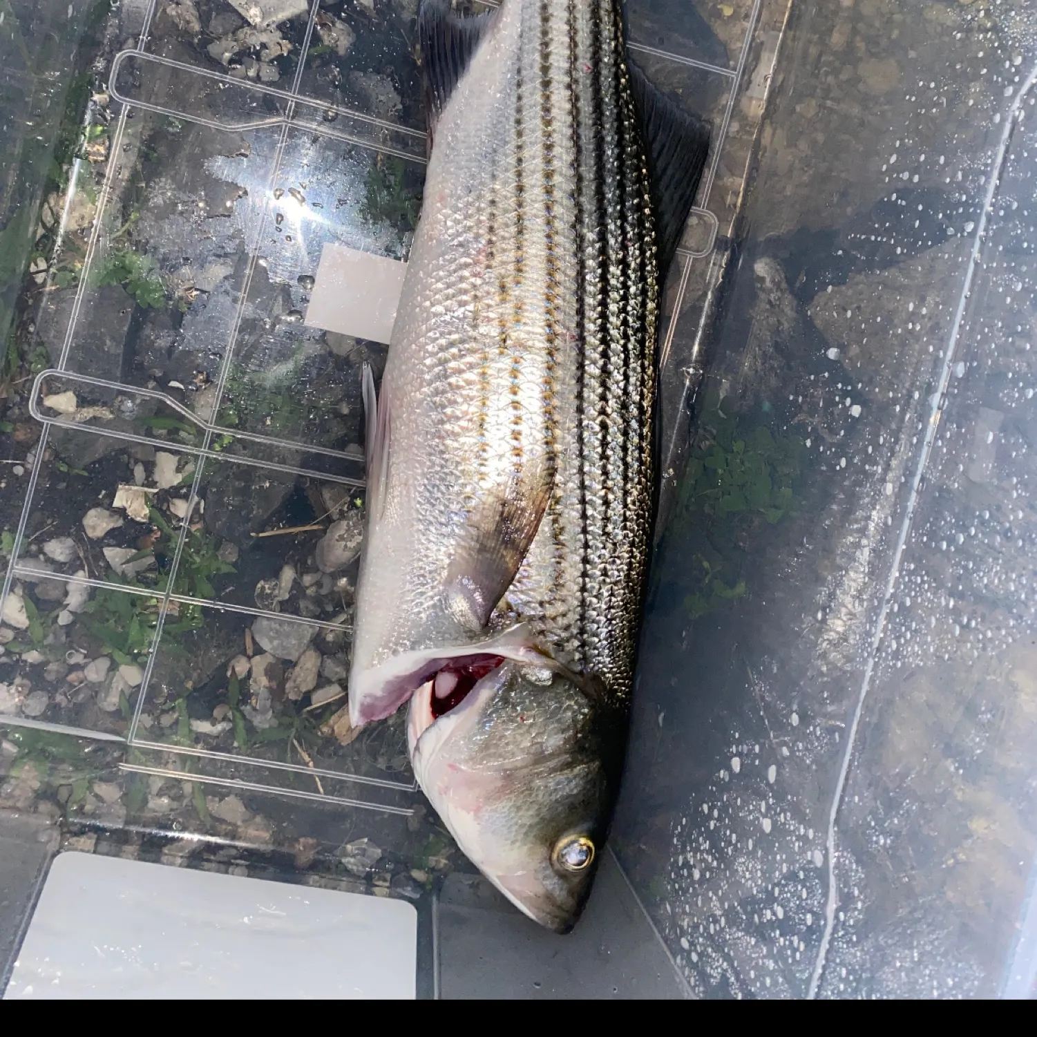 Striped bass caught on Fishbrain