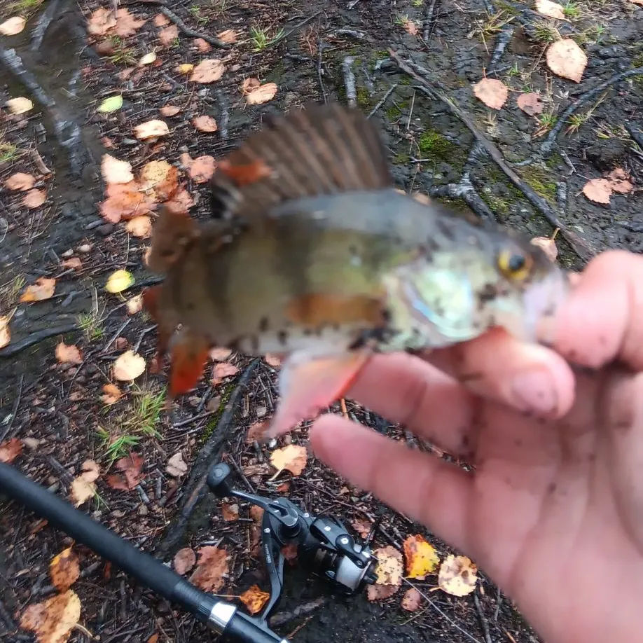European perch caught on Fishbrain