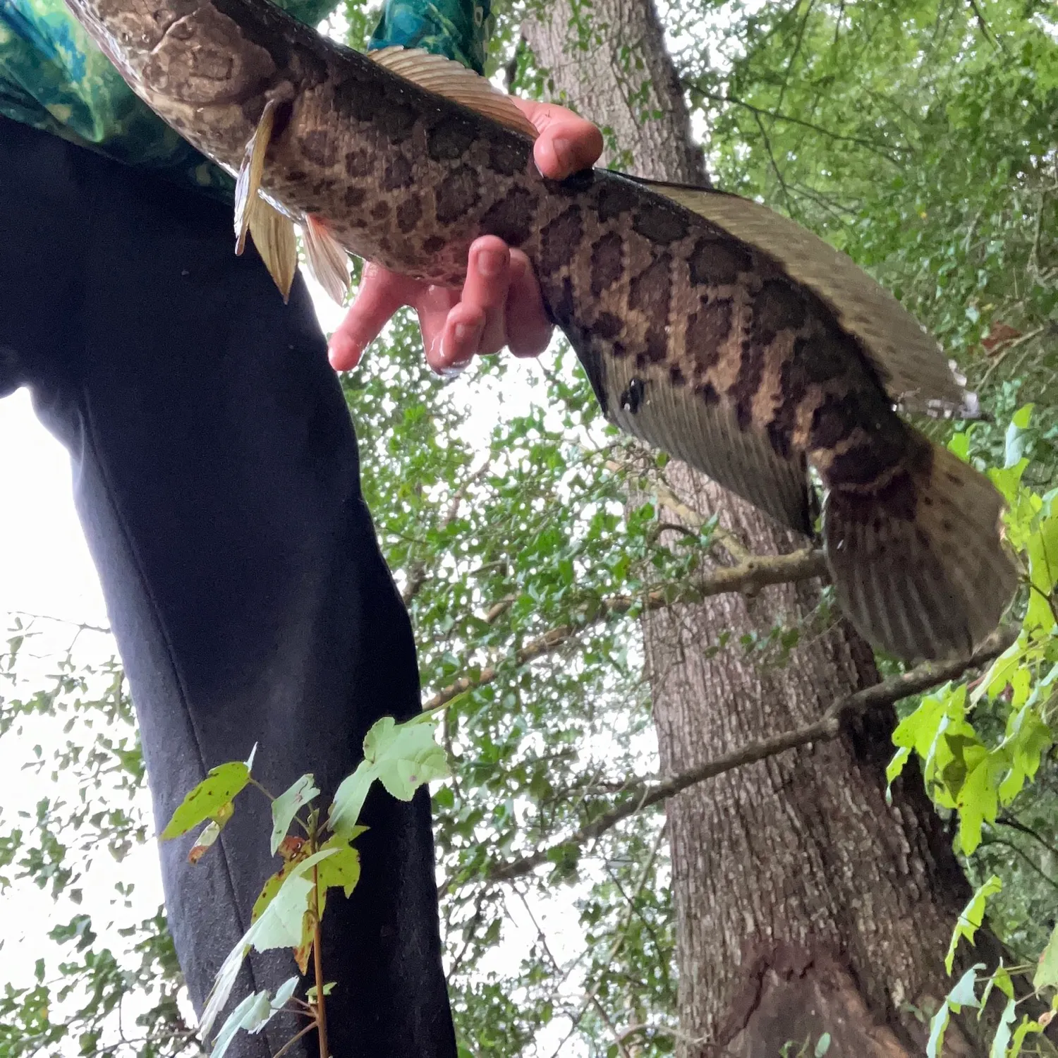 Northern snakehead caught on Fishbrain
