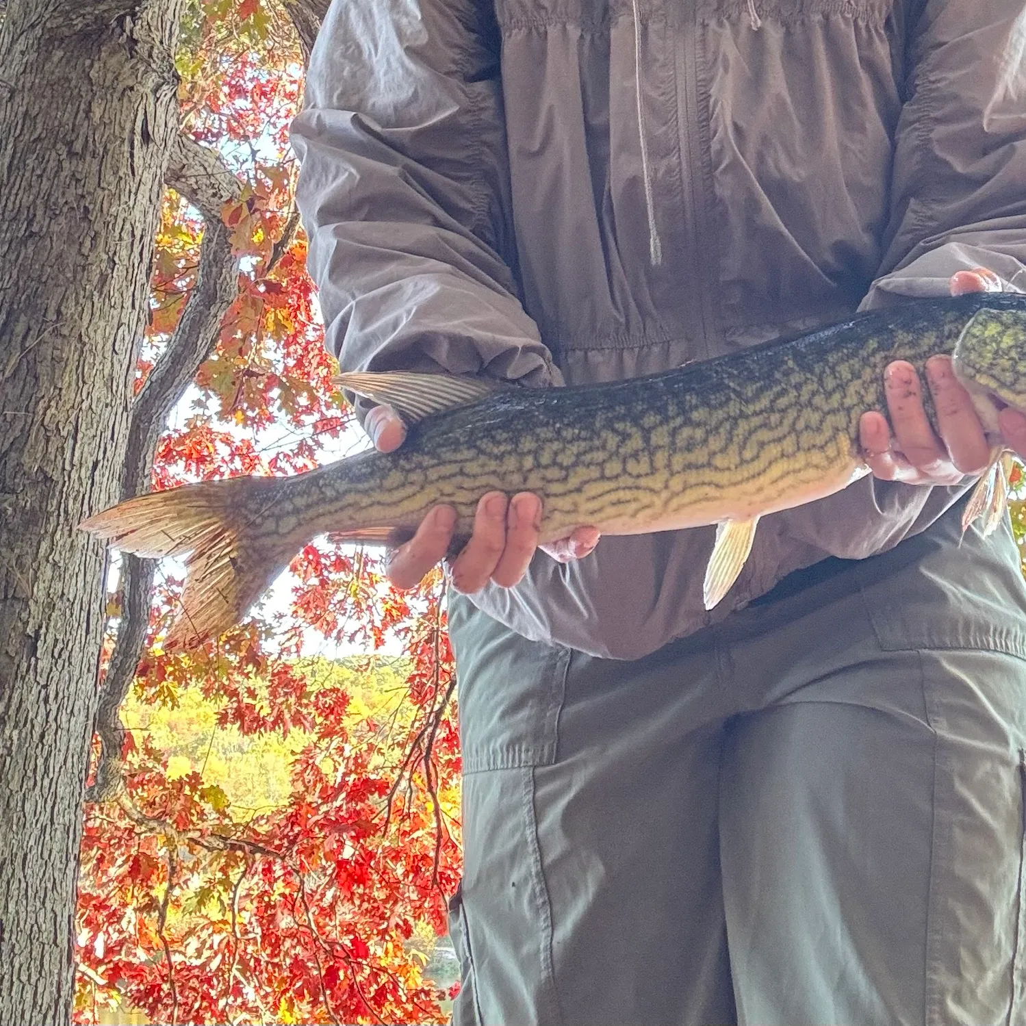 Chain pickerel caught on Fishbrain