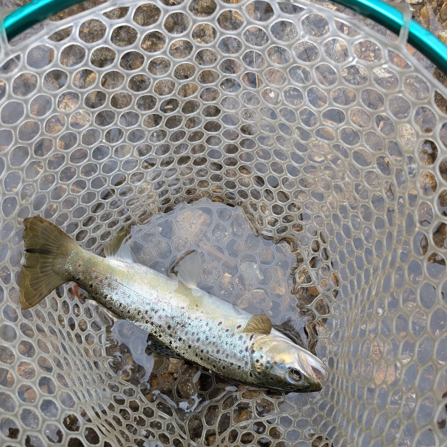 Brown trout caught on Fishbrain