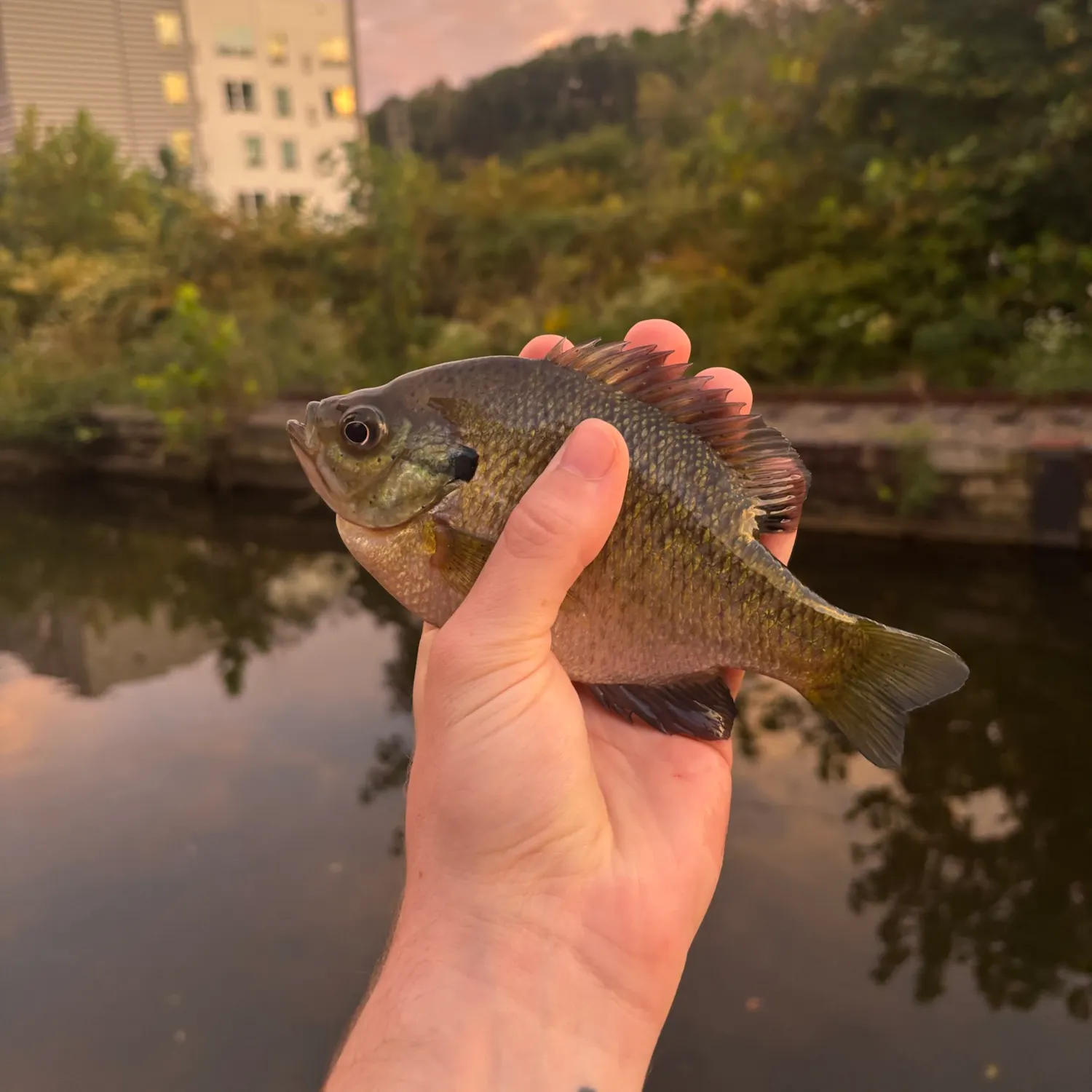 Bluegill caught on Fishbrain
