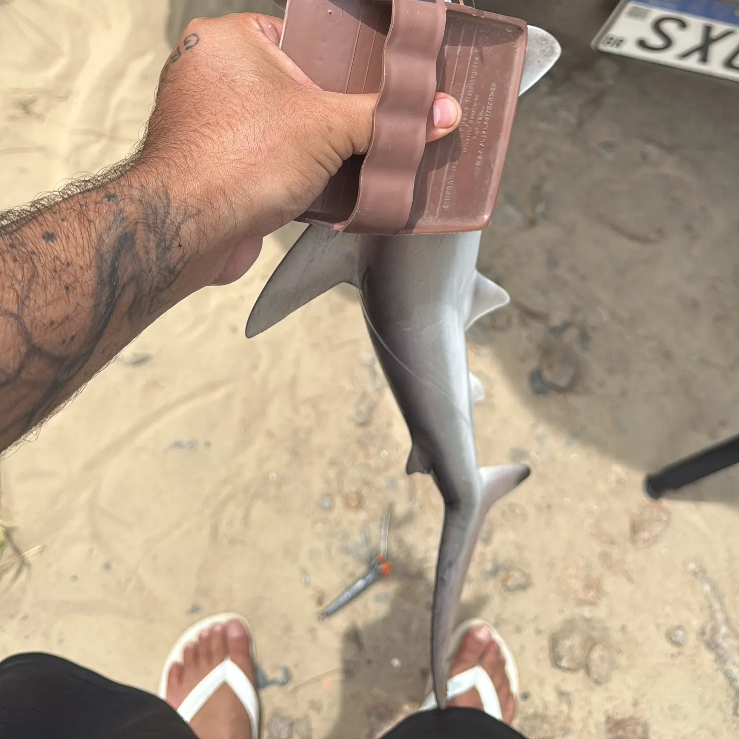 The most recent Scalloped hammerhead shark catches on Fishbrain