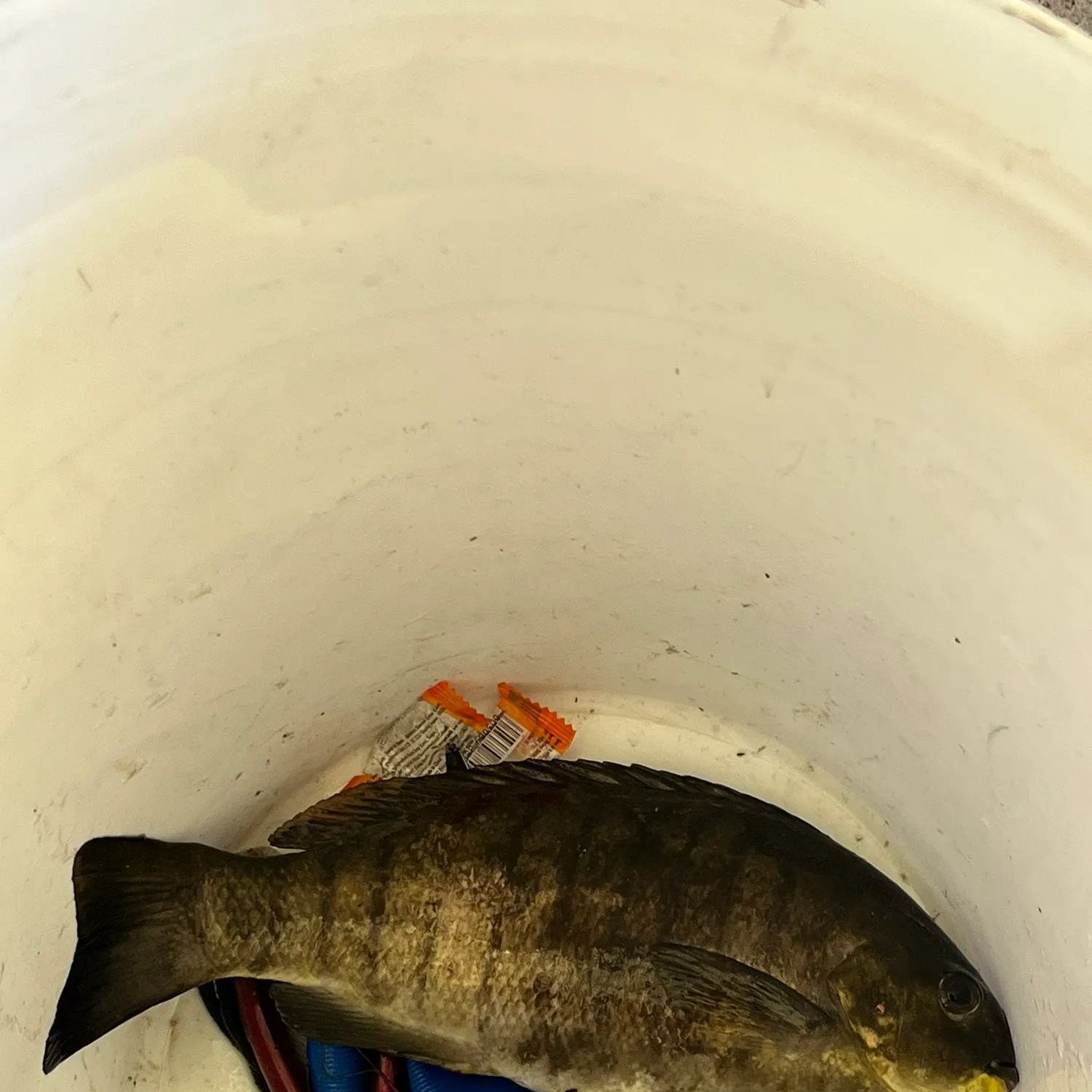 Luderick caught on Fishbrain