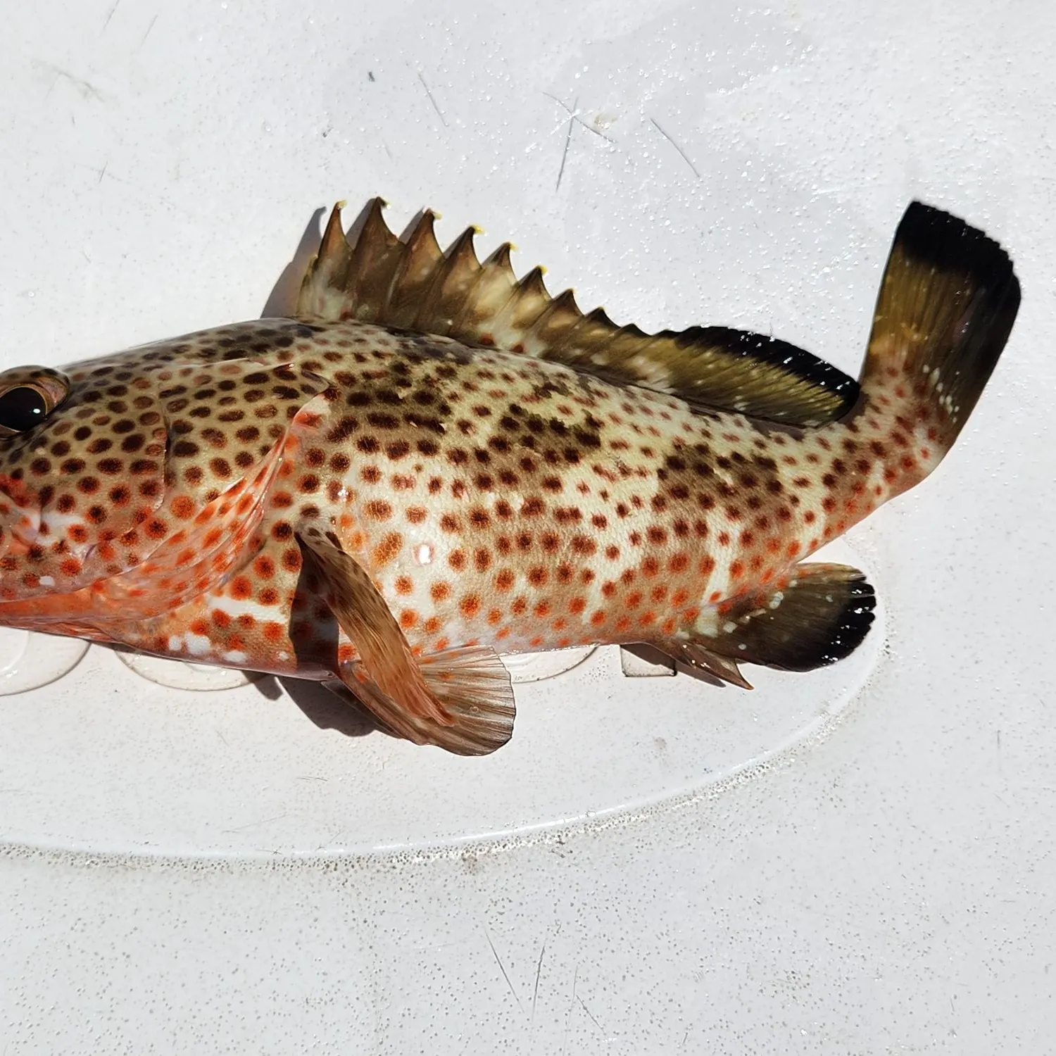 The most recent Red hind grouper catches on Fishbrain