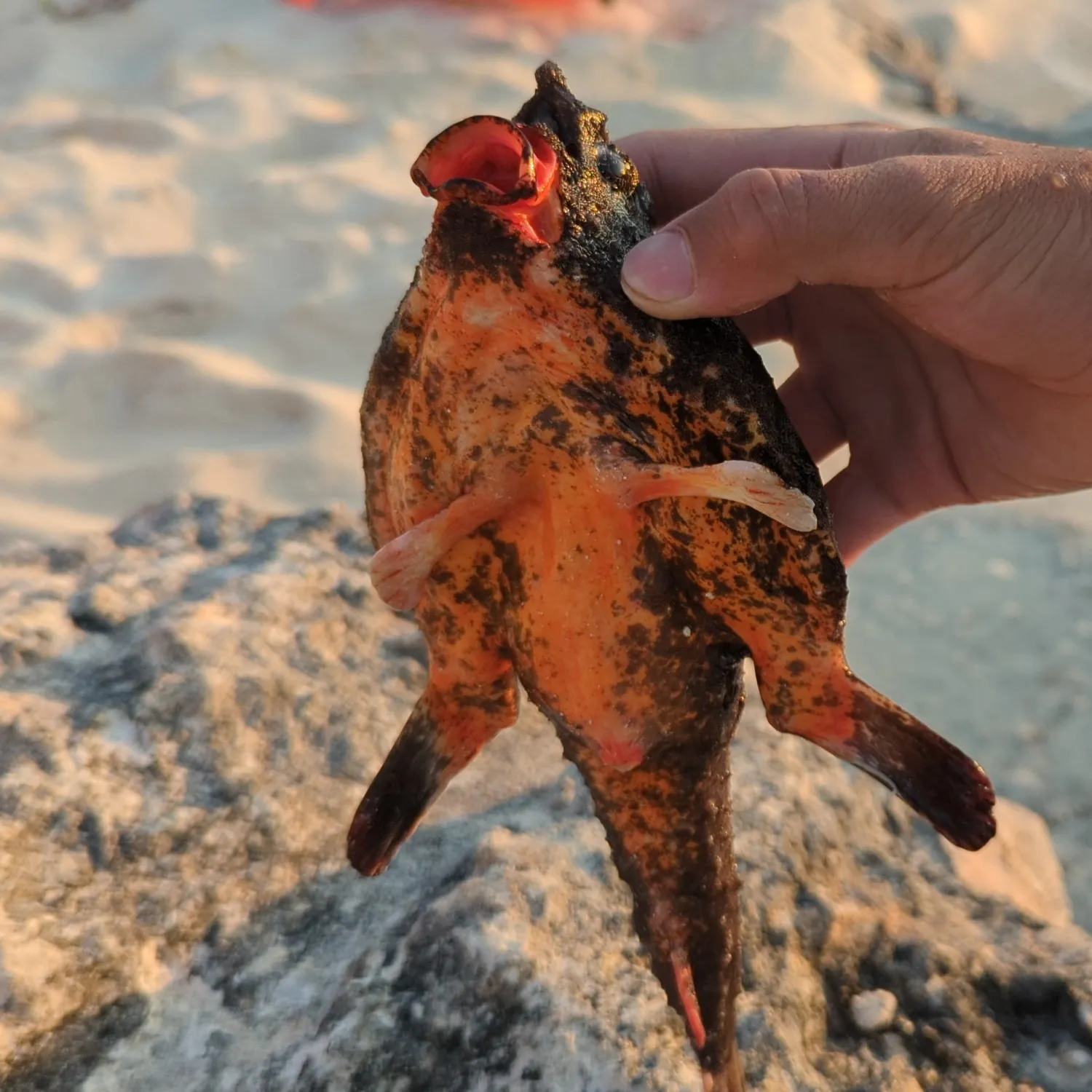 The most recent Polkadot batfish catches on Fishbrain