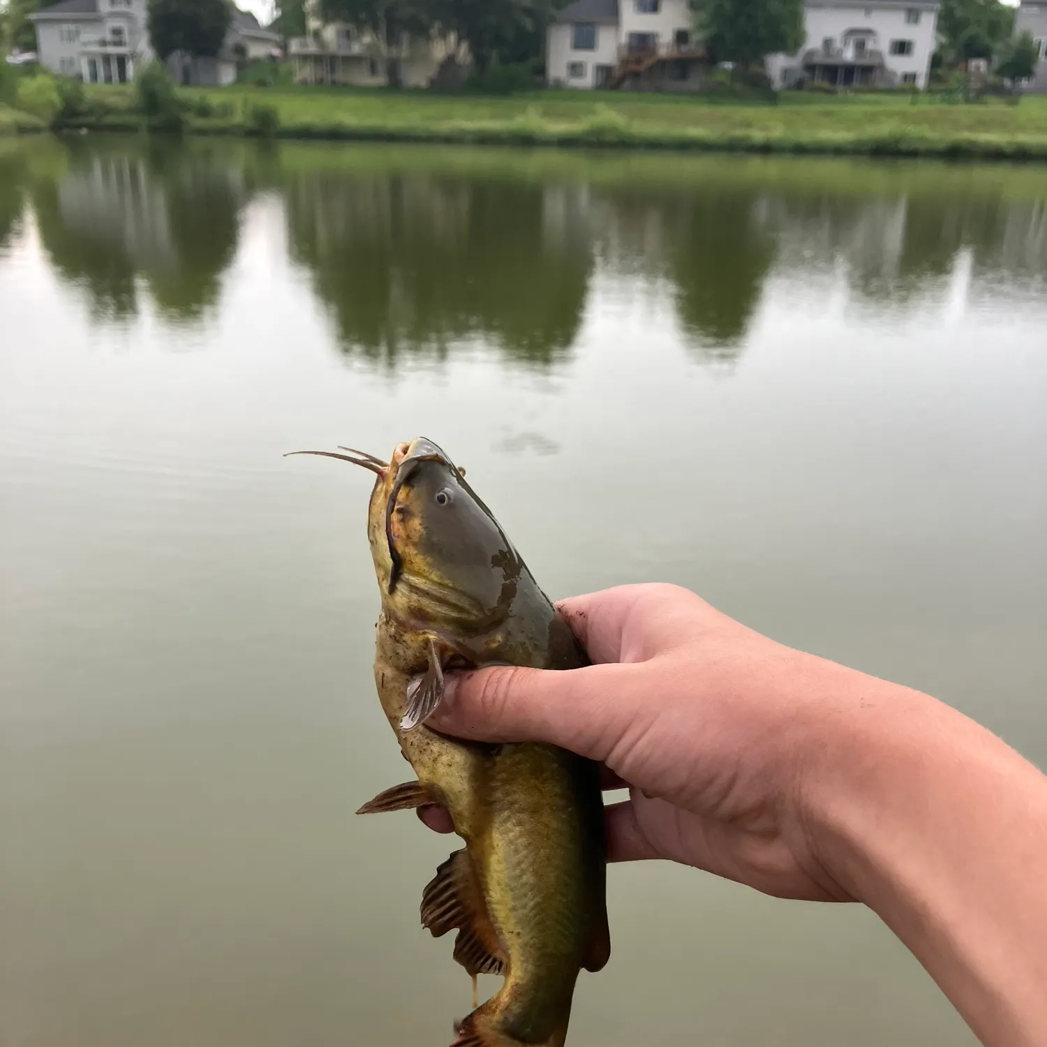 Black bullhead caught on Fishbrain