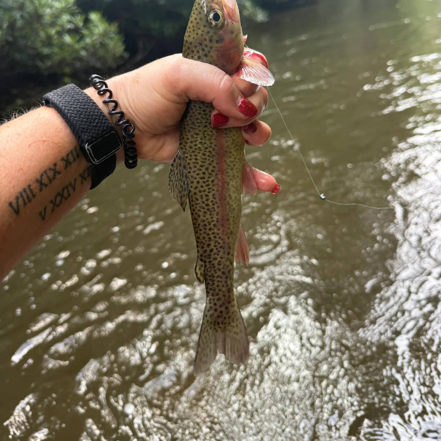 recently logged catches
