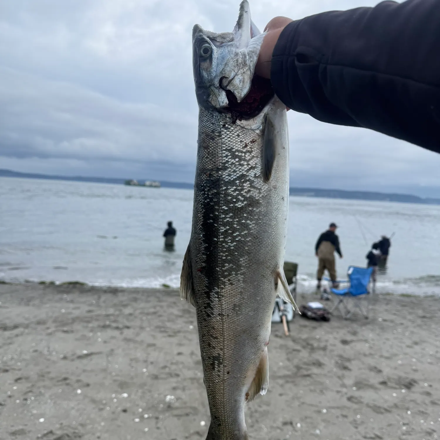 Coho salmon caught on Fishbrain