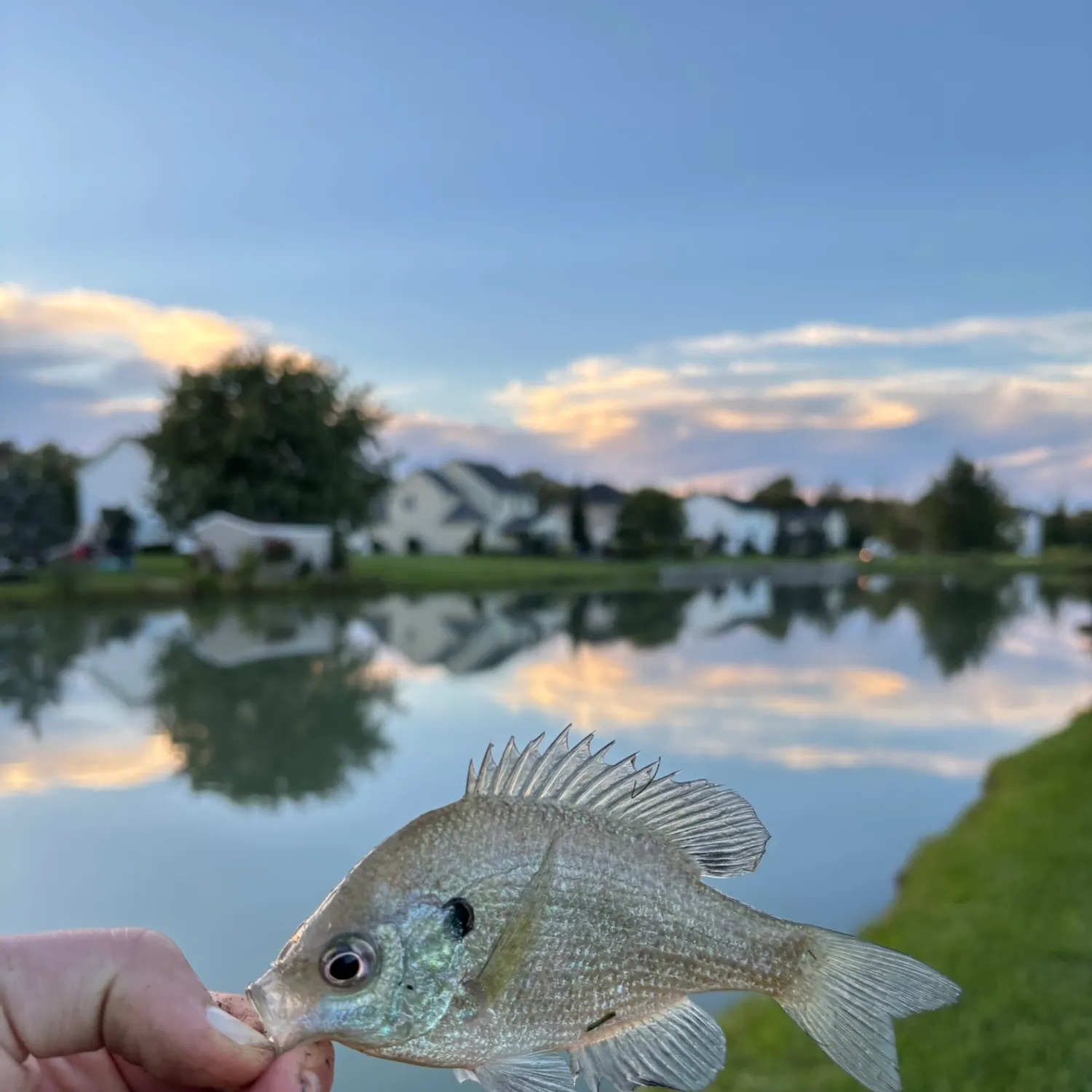 Bluegill caught on Fishbrain